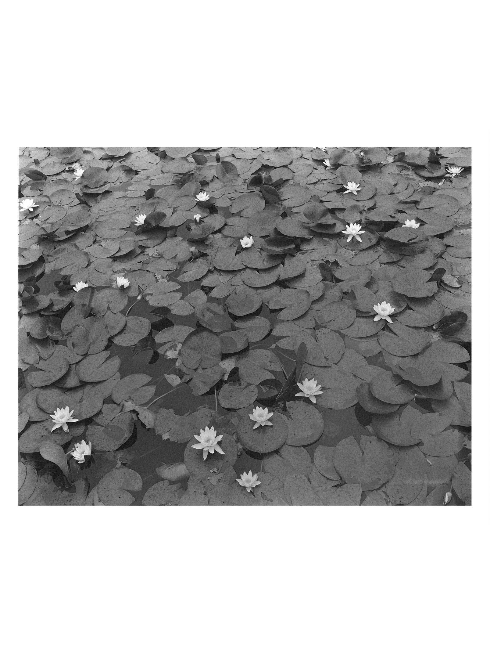 P002_Flowering_lilypads_Palladium_8x10_1of3.jpg