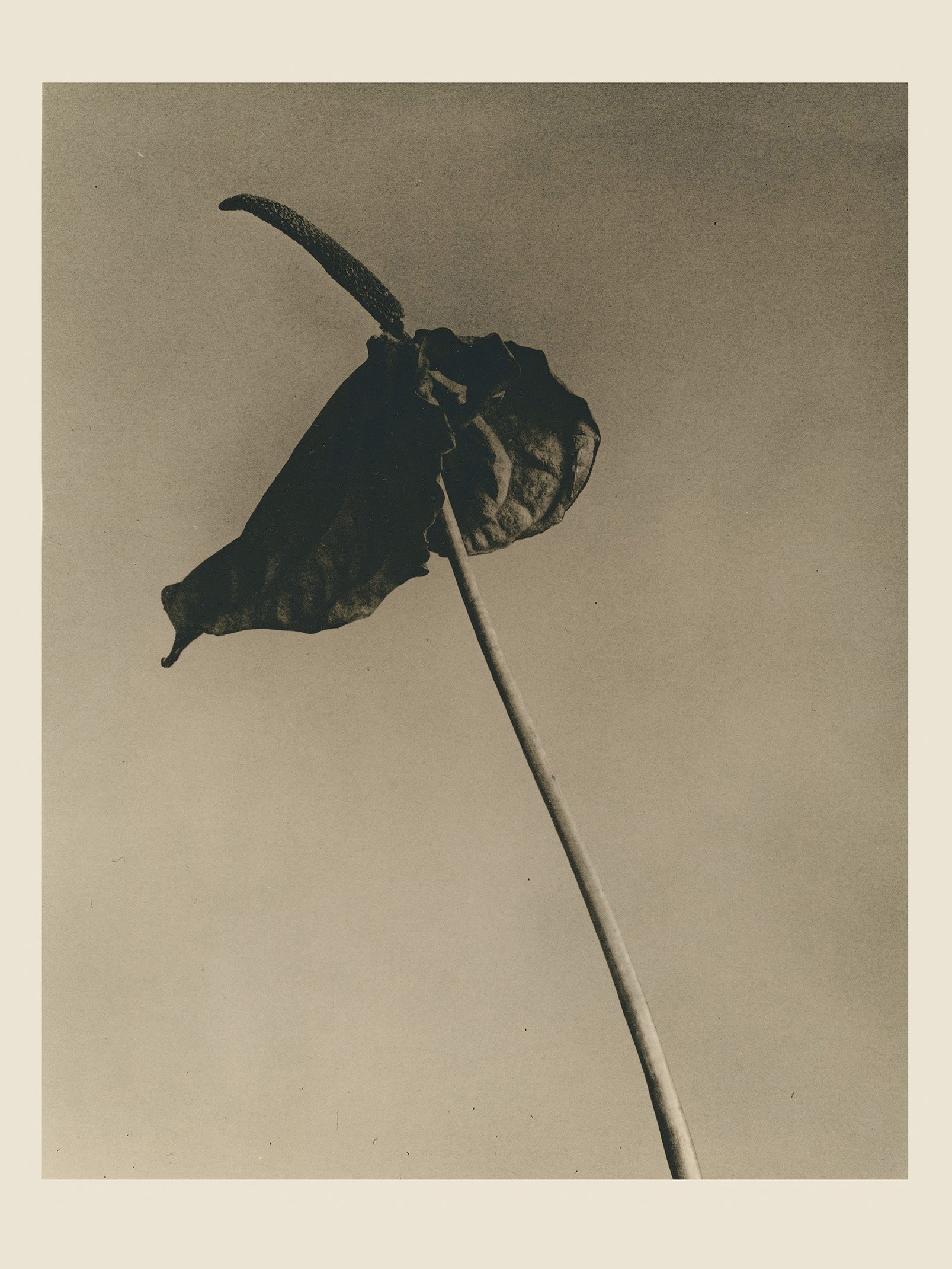 L005_Dried_anthurium_Lith_8x10_1of2.jpg