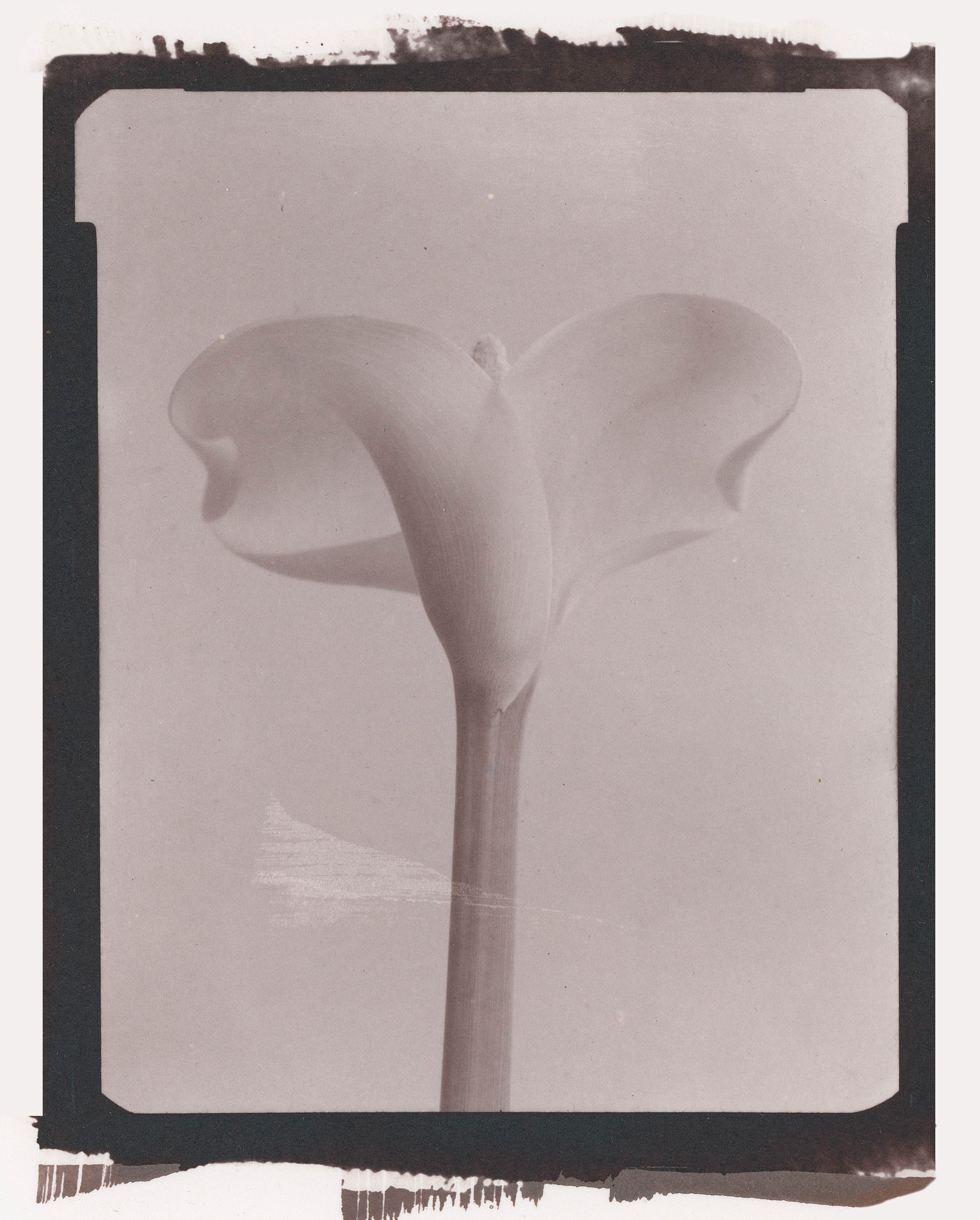 Cala_study2_Salt_4x5_2of7.jpg