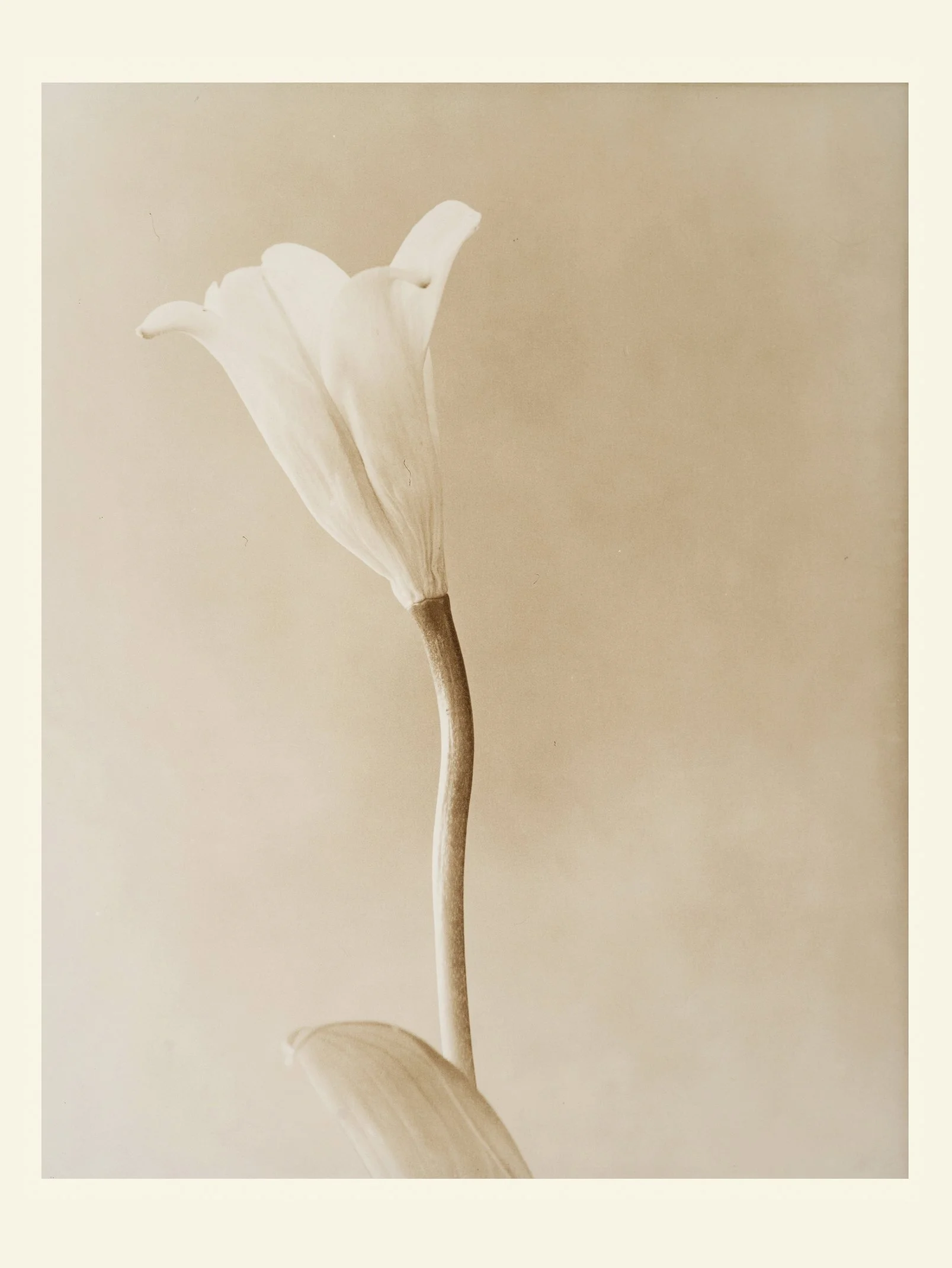 L018C_Transient_Lily_lith_20x24_3of3.jpg