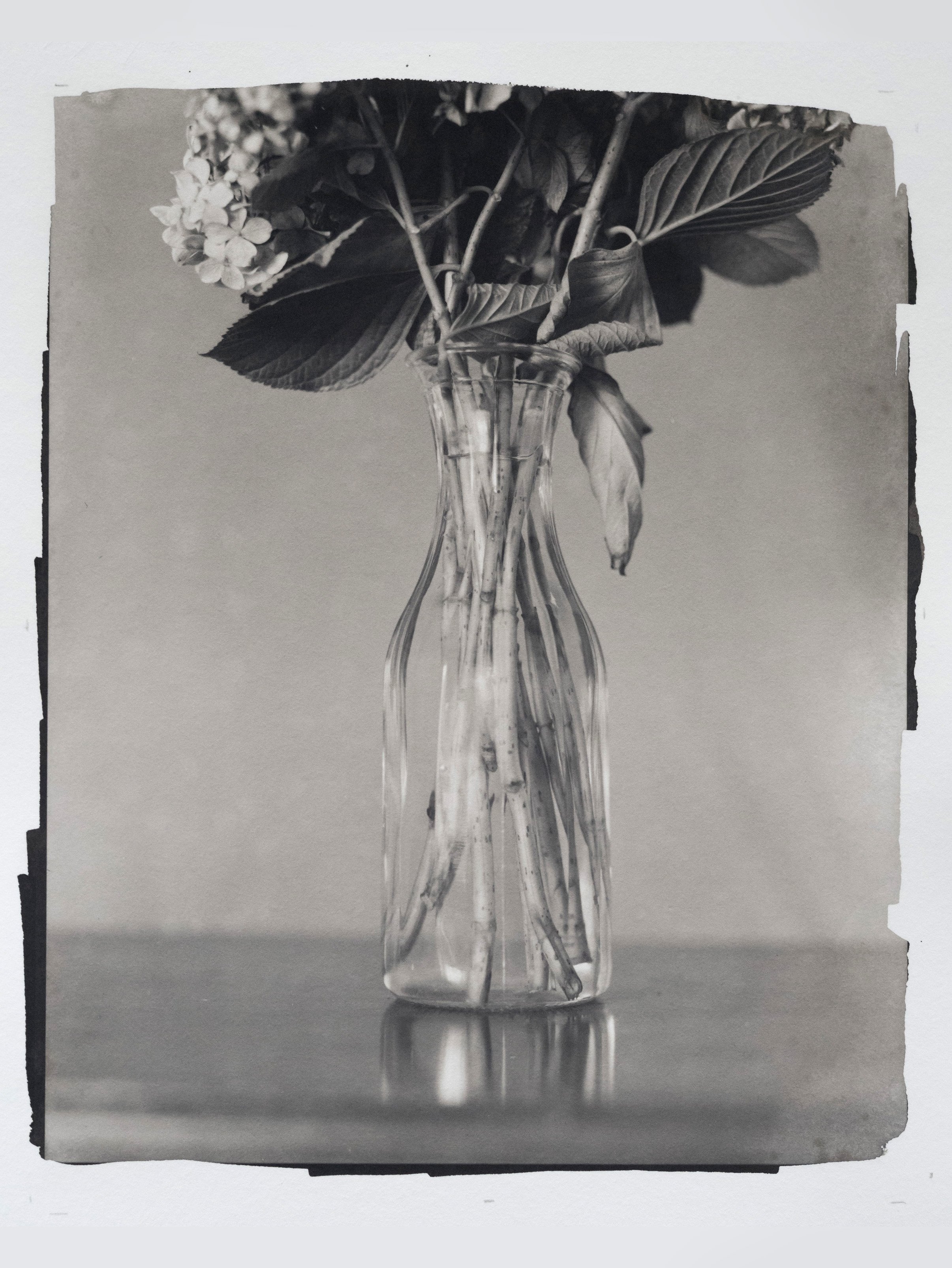Hydrangea in Carafe