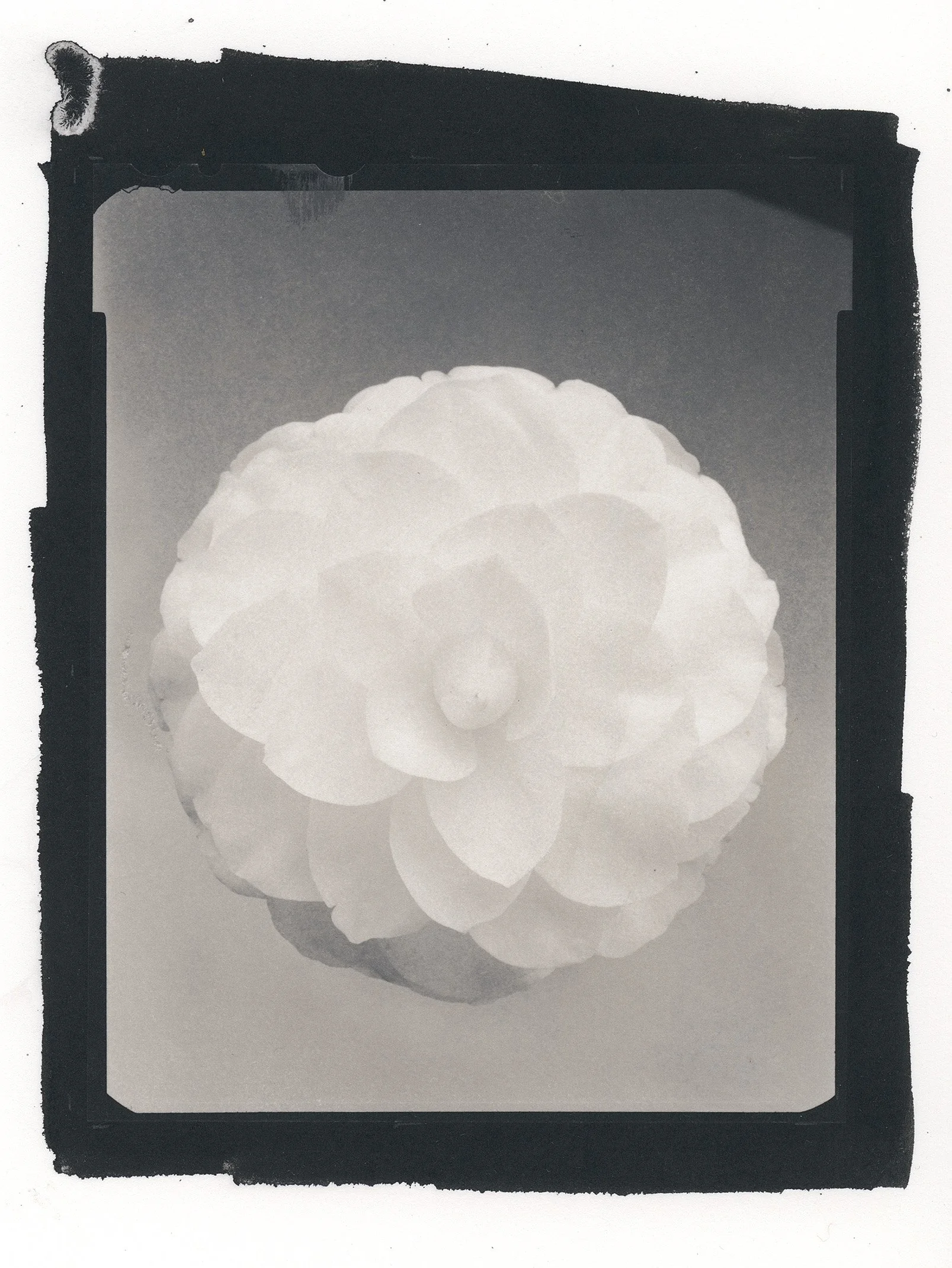 P010_1of7_Camelia_Platinumpalladium.jpg