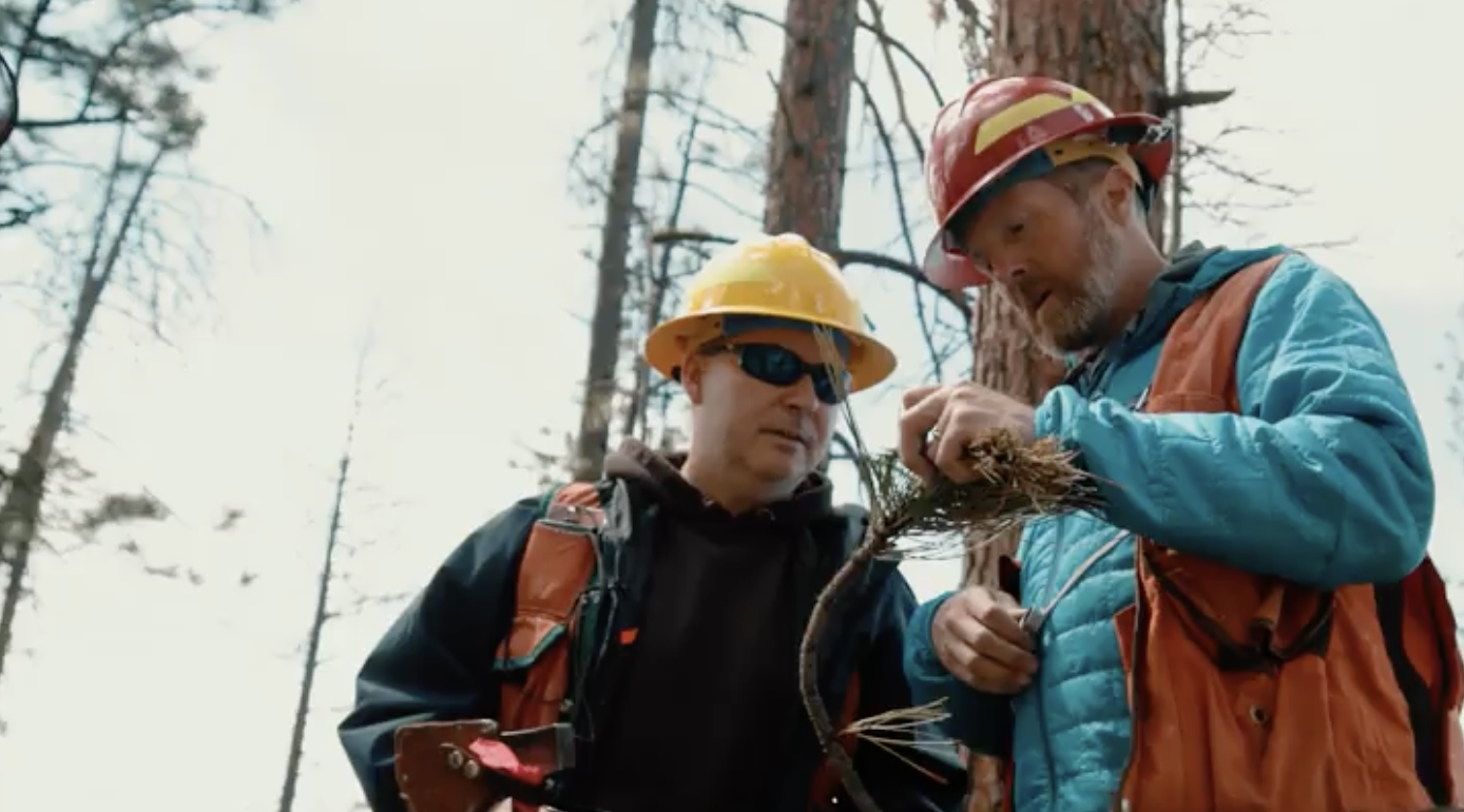 Forest Health Protection