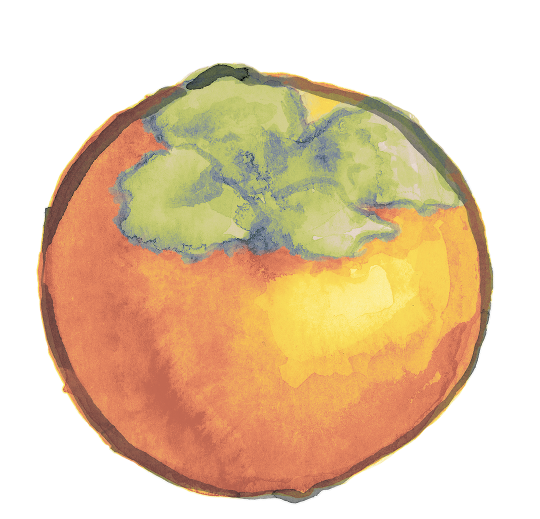 persimmon_short copy.png