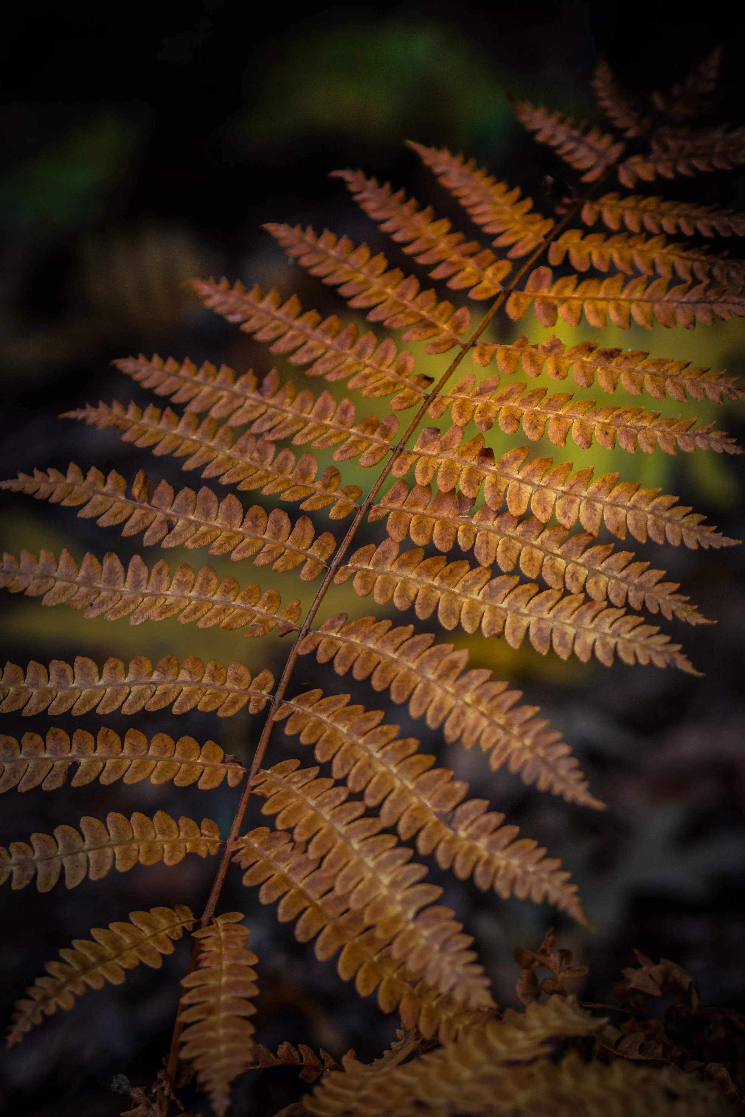 orangeFern-1240305.jpg