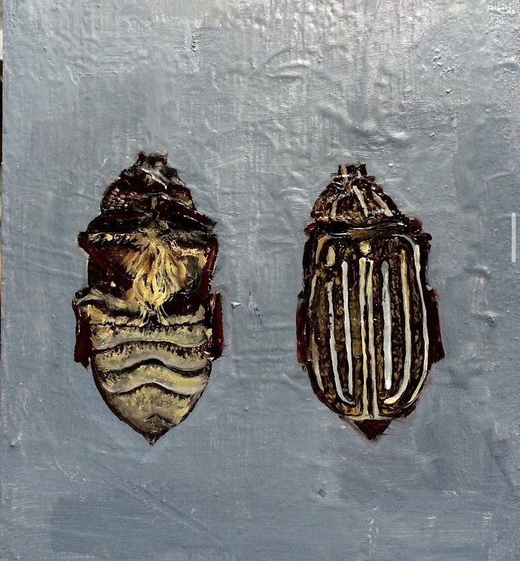 Ten-lined June Beetle 2016