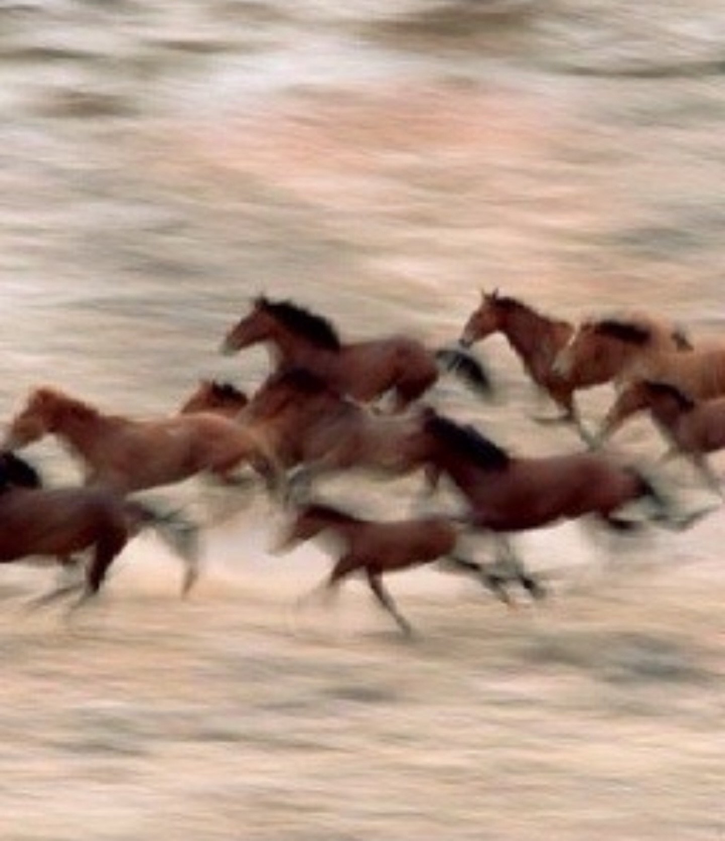 Welcoming the Year of the Horse
 
Today marks the beginning of the Chinese New Year and the arrival of the Year of the Horse.
 
In Chinese symbolism, the Horse represents strength, courage, and momentum.
 
As we say goodbye to the shedding and quiet 