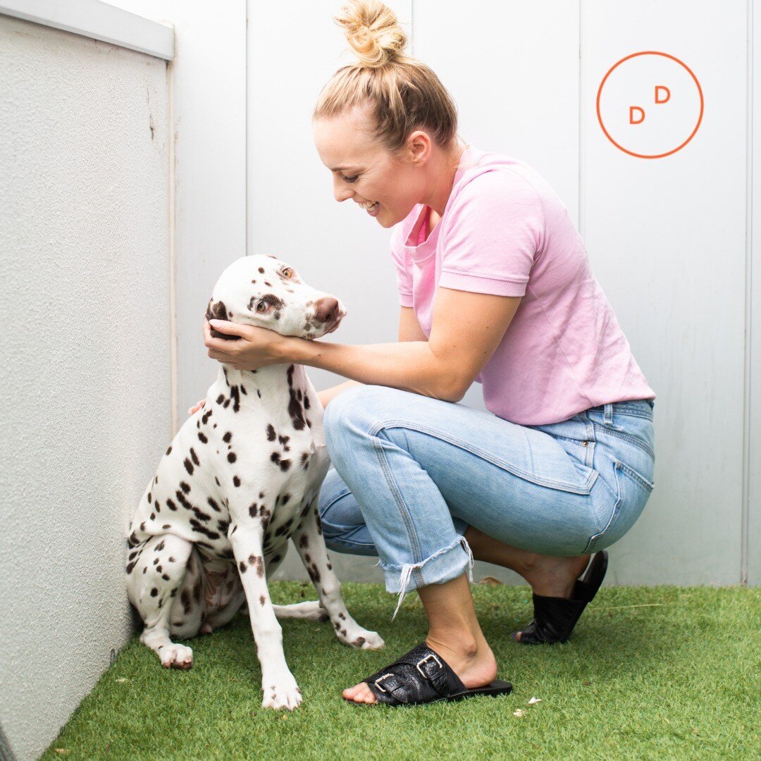 🤎 Introducing our Chief Wellness Officer Pippa 🤎

What Pippa does and enjoys on a daily bases with Daily Digital.

🐶 Pippa is always up and the crack of dawn rearing to start the day.
🐶 Always letting you know when it&rsquo;s time to take a break