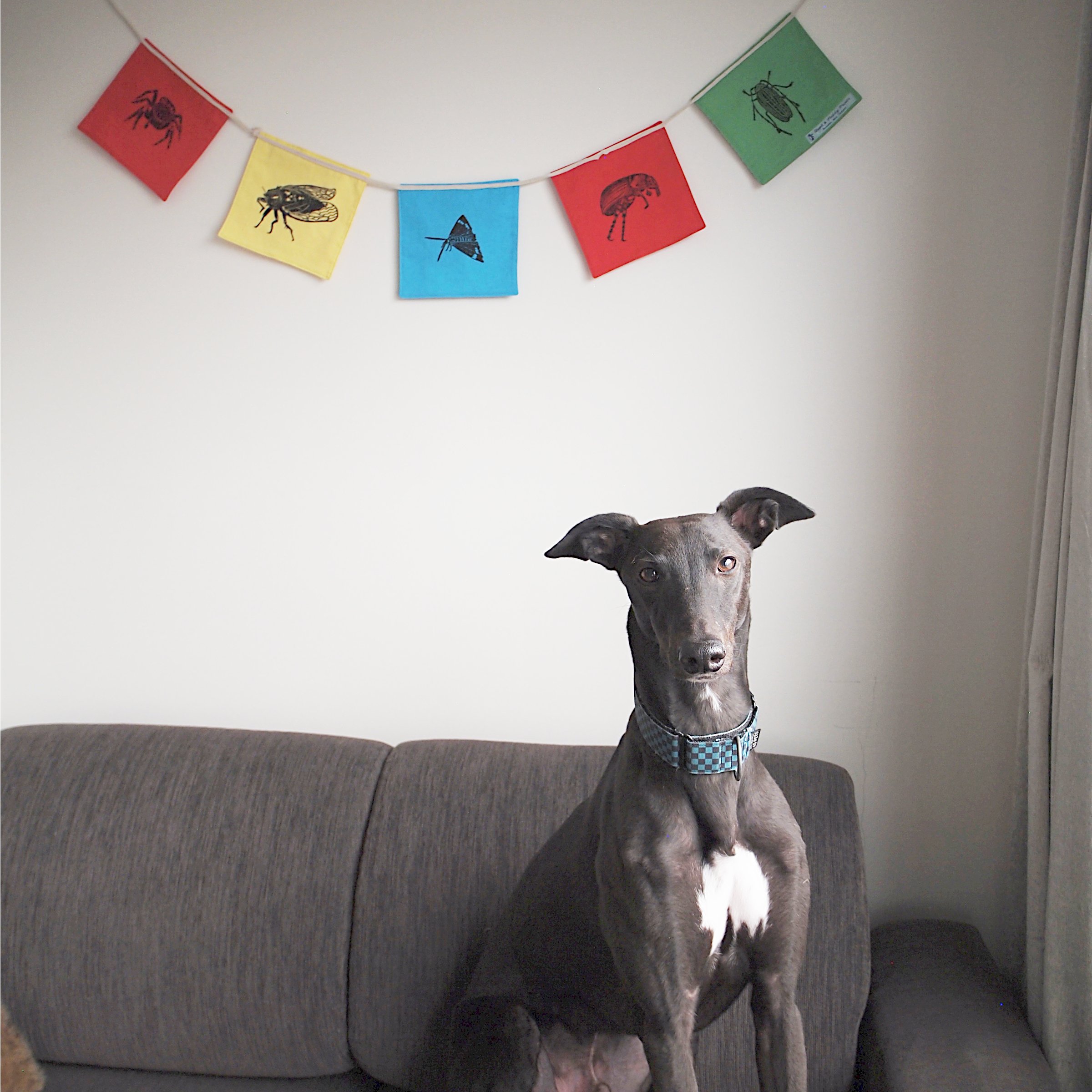 bunting_RYBRG_Doug_model.jpg