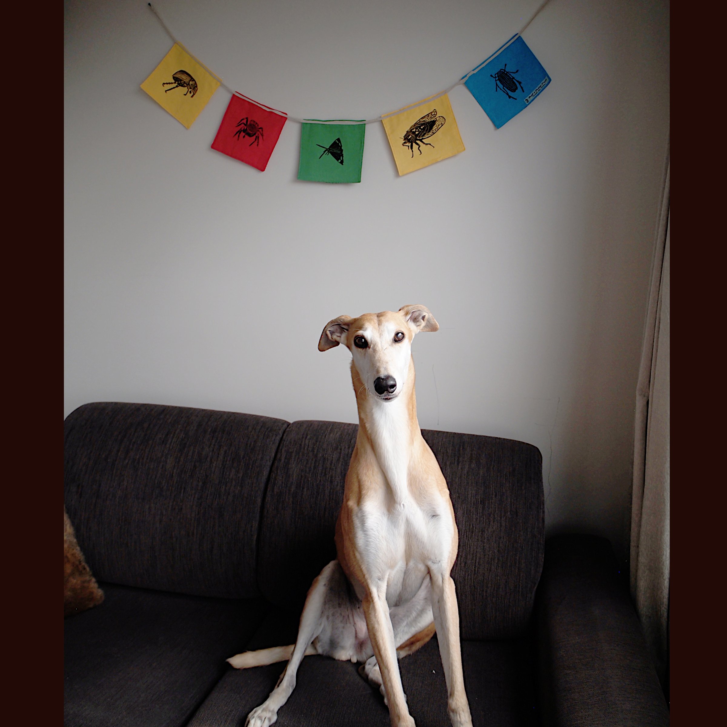 bunting_Tracy_model.jpg