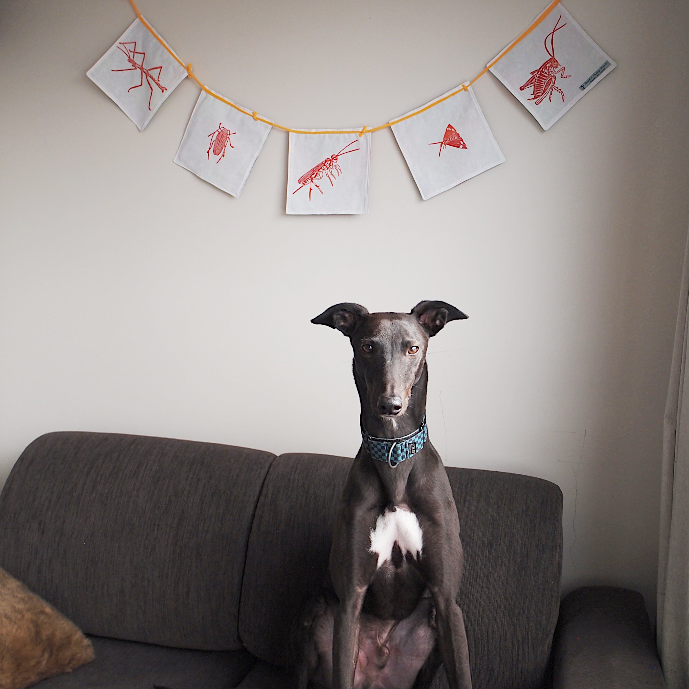 large_bunting_Doug_model.jpg
