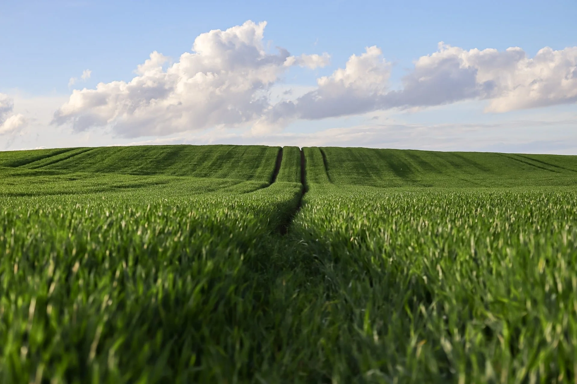 SEGNI DI TERRA: LE PIETRE, L’OLIO ESSENZIALE, I FIORI DI BACH E LA POSTURA YOGA