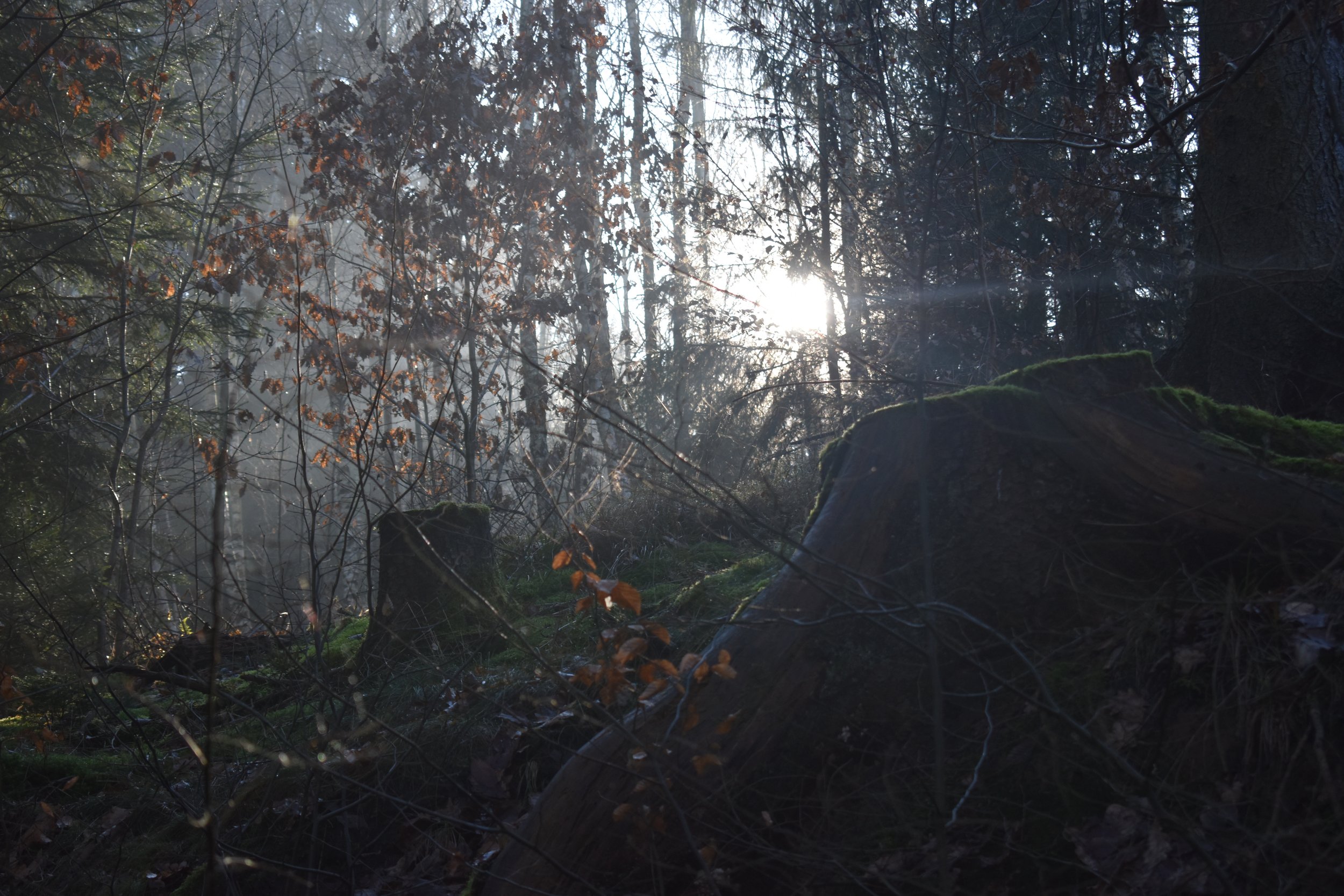DSC_0151.JPG