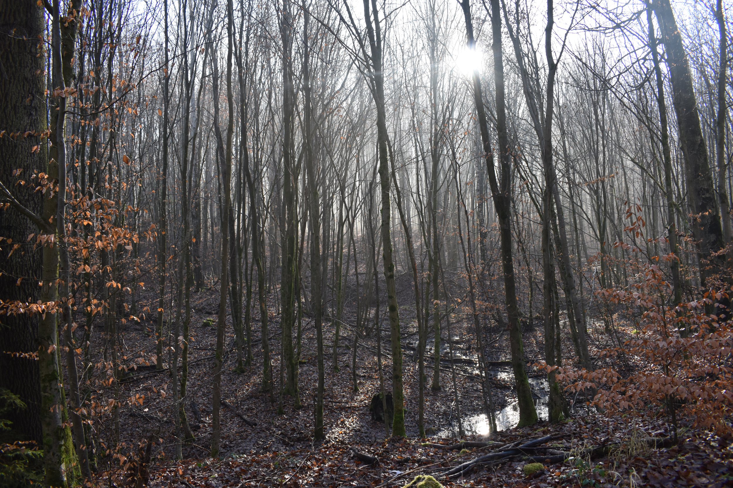 DSC_0078.JPG