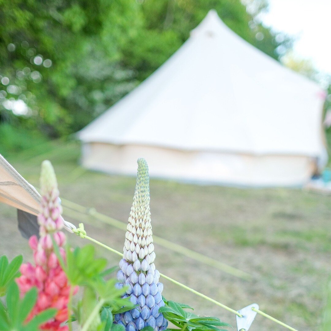 Happy Mother's Day! 🌸

And it's only 2 months to go until Hay Festival 2022 begins... 📚

To book your glamping accommodation visit www.wyeglamping.co.uk/hay-festival-accommodation