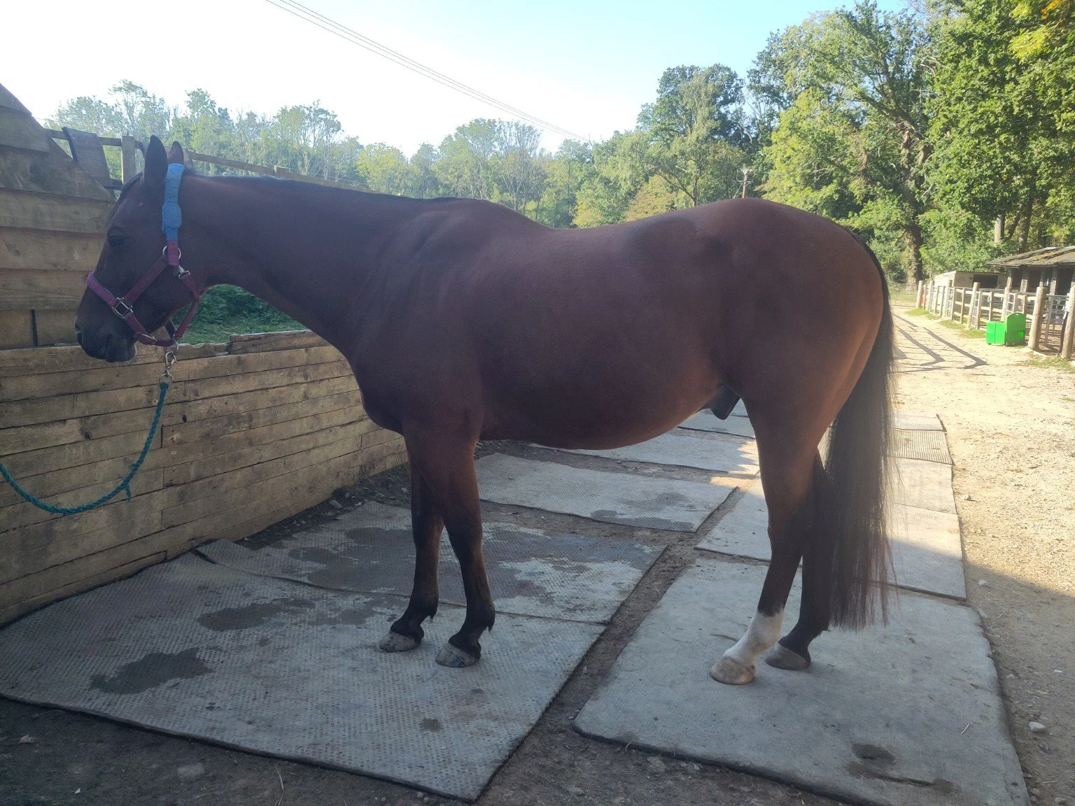 Before treatment: left-side view