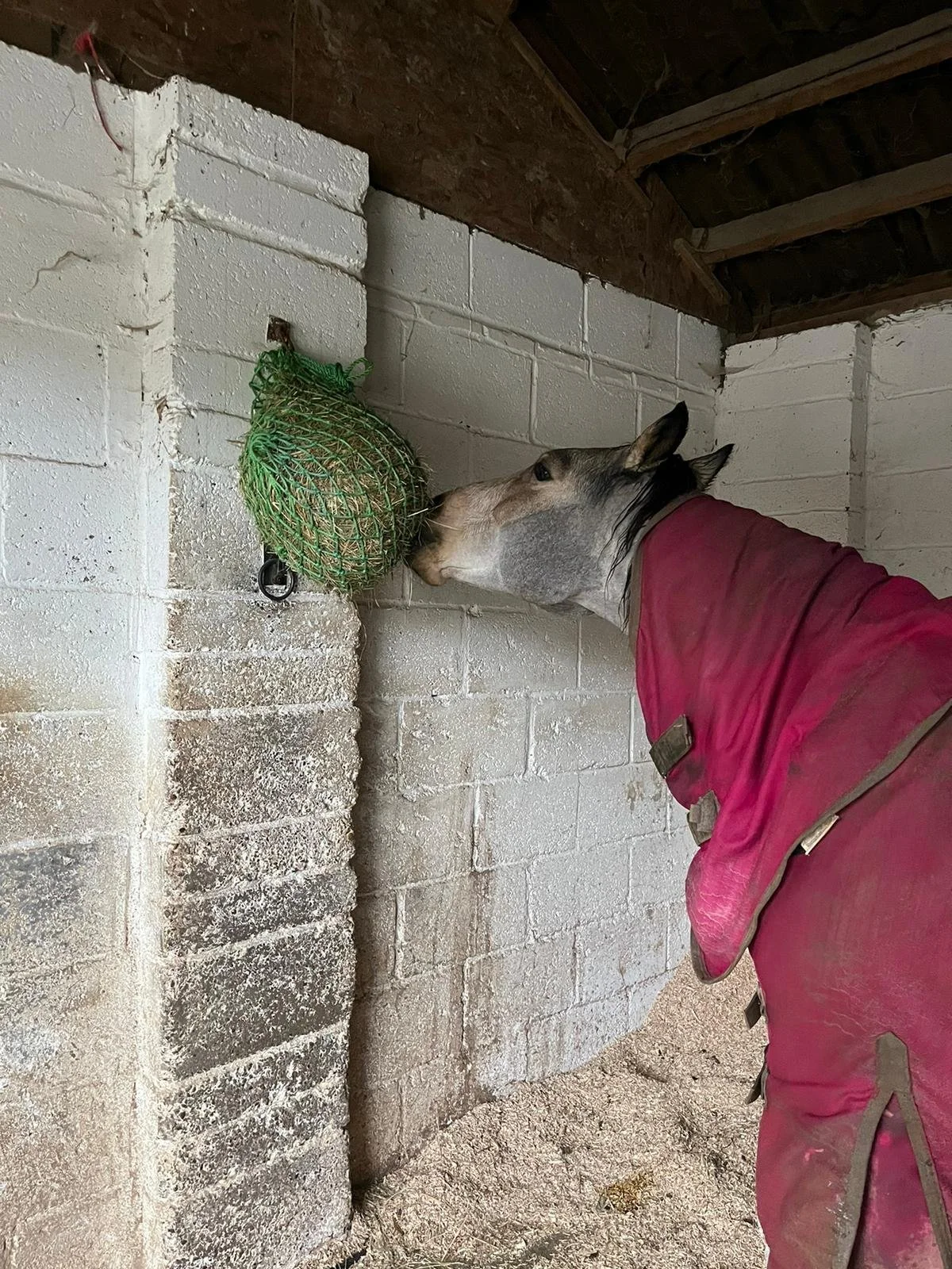Revolutionizing Horse Care: The Impact of Variable Feeding Positions ...