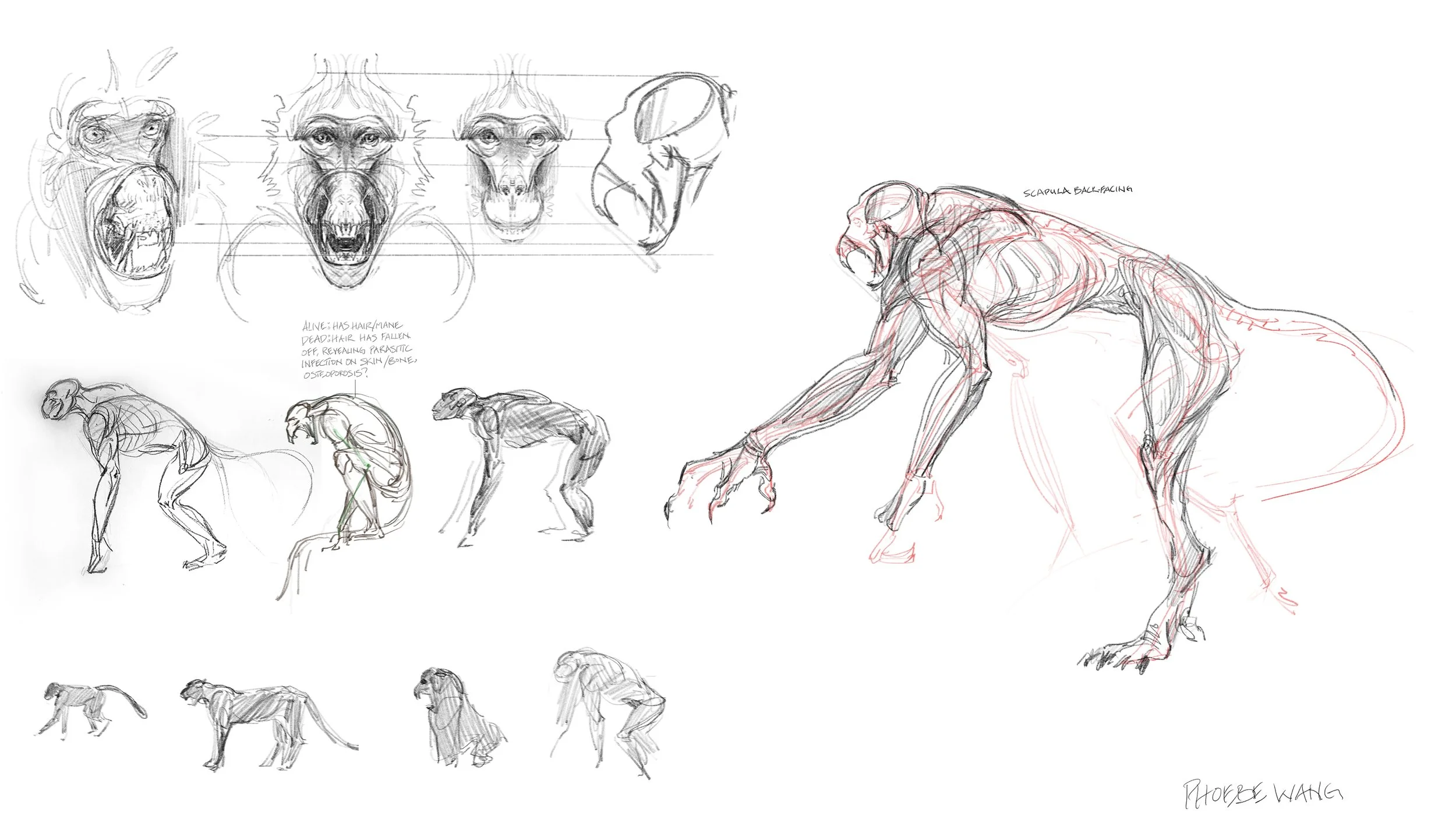 phoebewang.art_creature design sketches.jpg