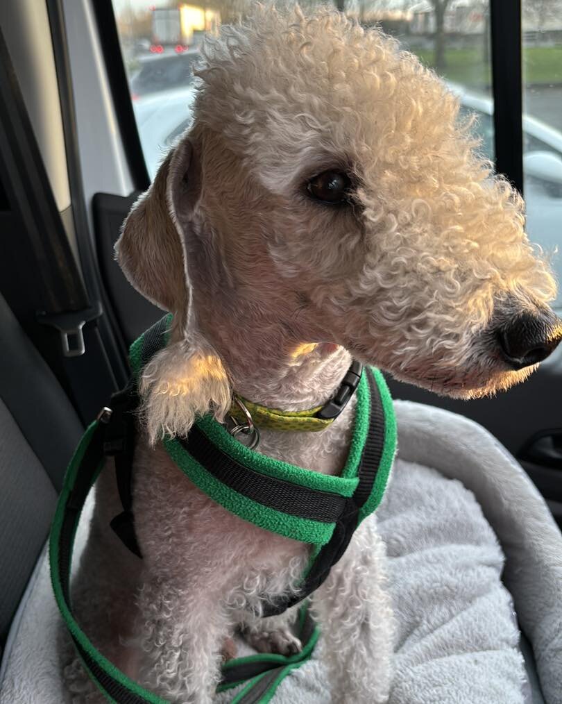 Poor Rupert&hellip; today it&rsquo;s his turn to be at the vets. Unfortunately he&rsquo;s got to have a tooth removed. He has had his teeth cleaned, scraped and polished since he was a pup. It&rsquo;s not his food as he&rsquo;s had stuff to chew and 