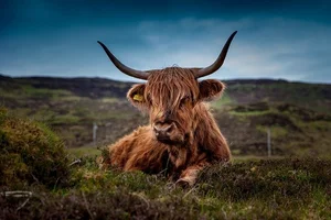 Highland cattle representing Scotland road trips