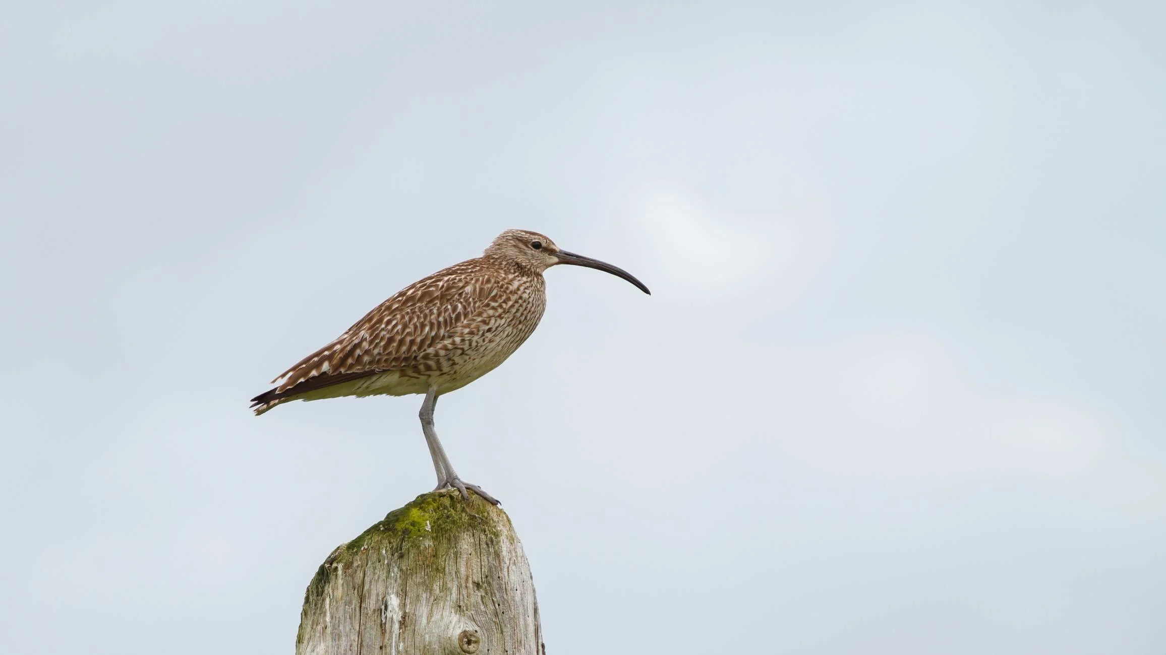 Walney Island — Wildlife, dunes and open coastline  