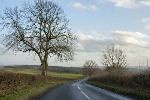 Wintry British countryside with bare trees and a bright winter sky
