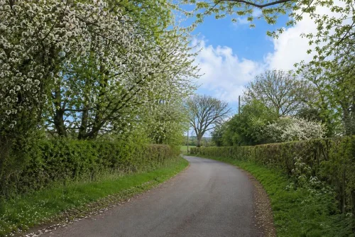 British countryside in spring with fresh green fields and blossom