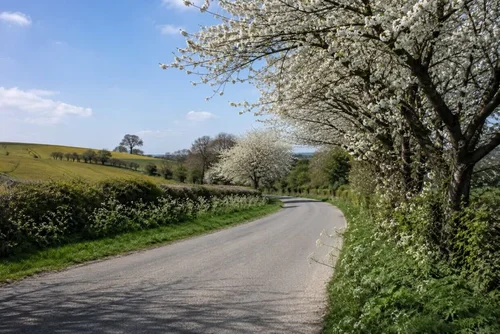 British countryside in spring with blossom and fresh green growth