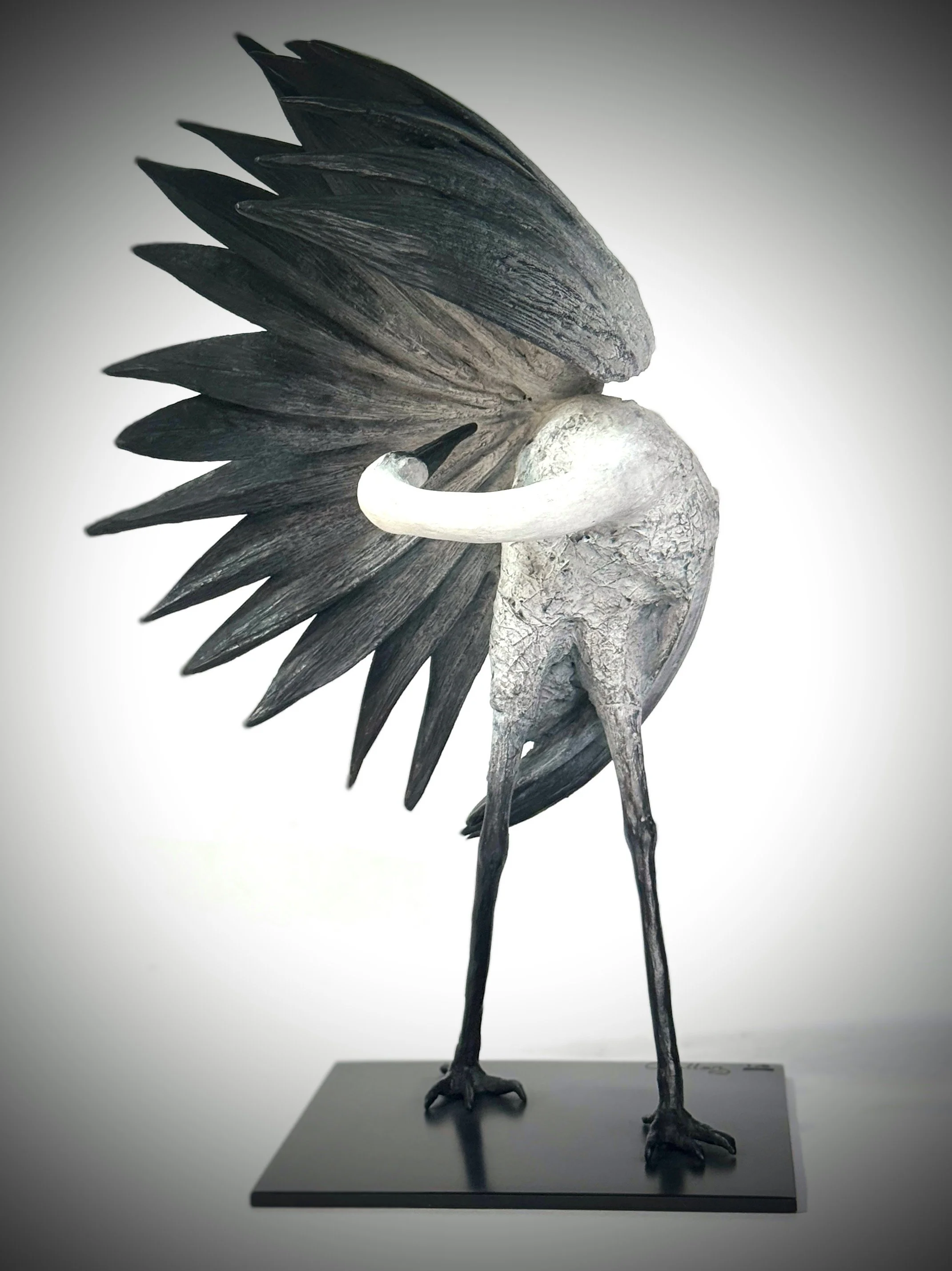 Oiseau sous son aile déployée