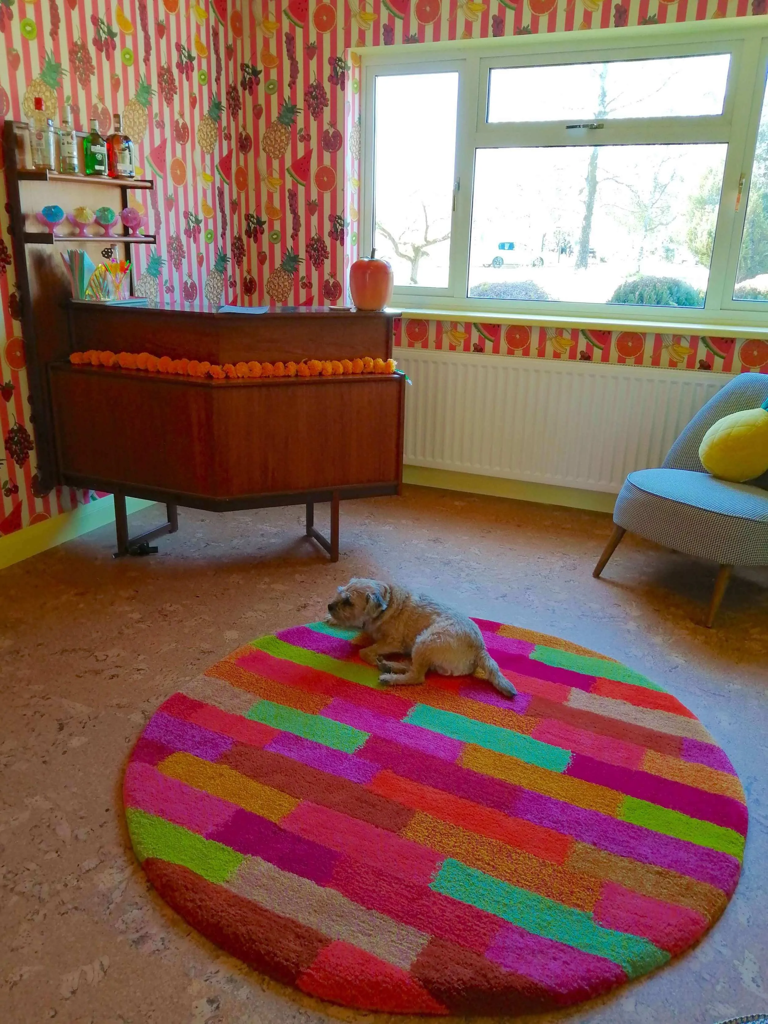 dog-studio-tuft-pets-colourful (1).jpg