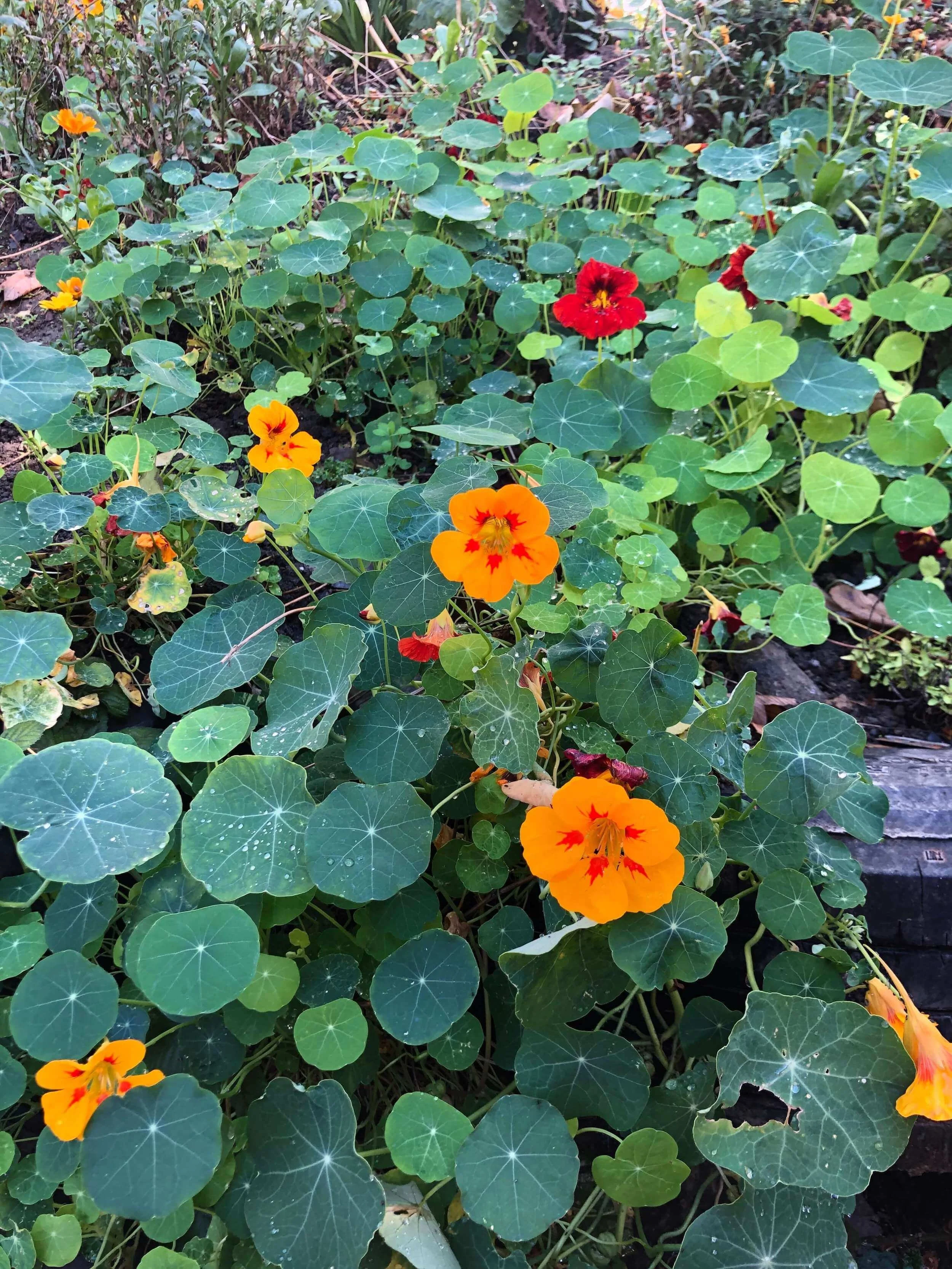 nasturtiums-inspiration-rug-maker (1).jpeg