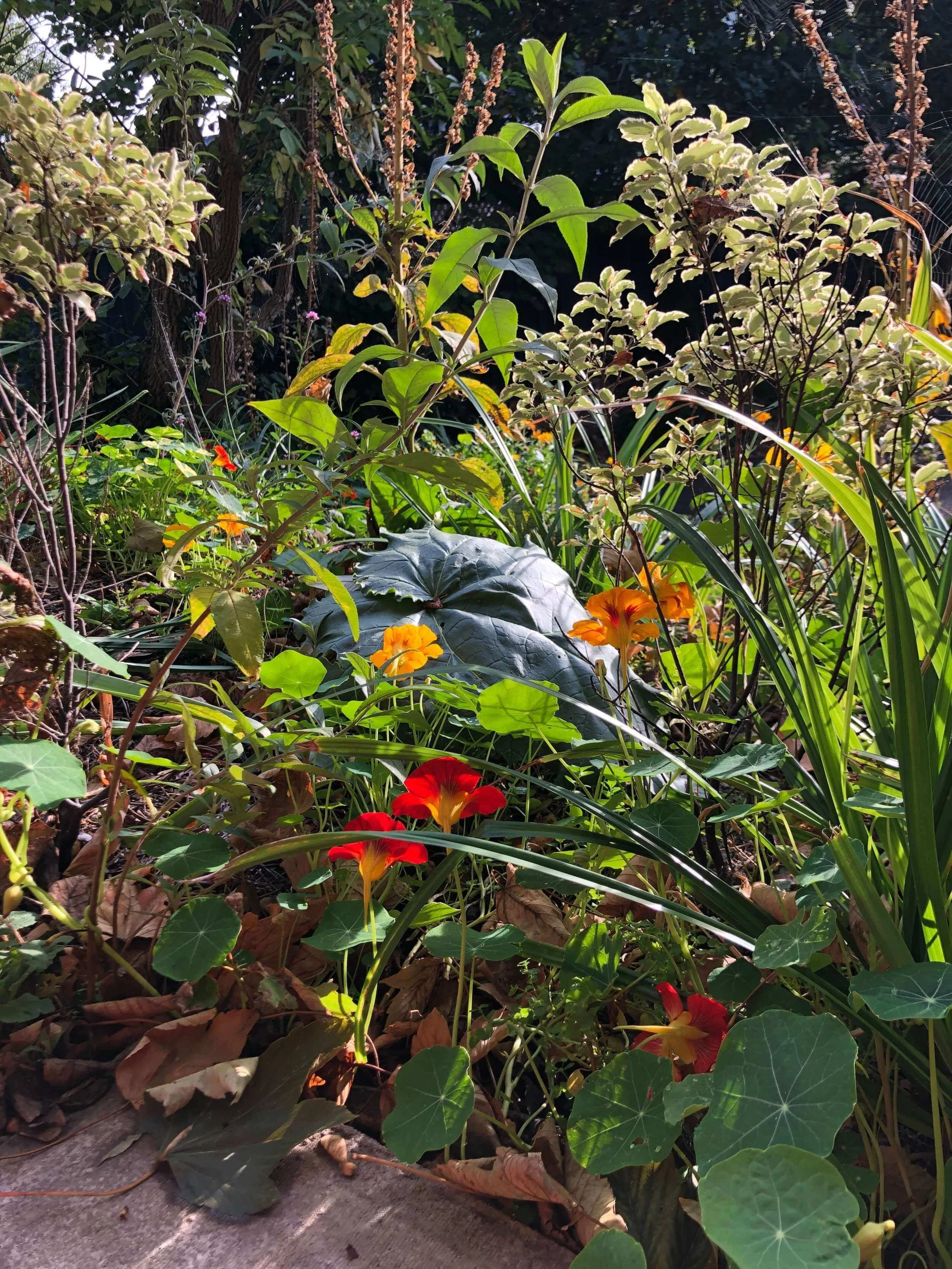 nasturtiums-inspo-sva-residency (1).jpeg