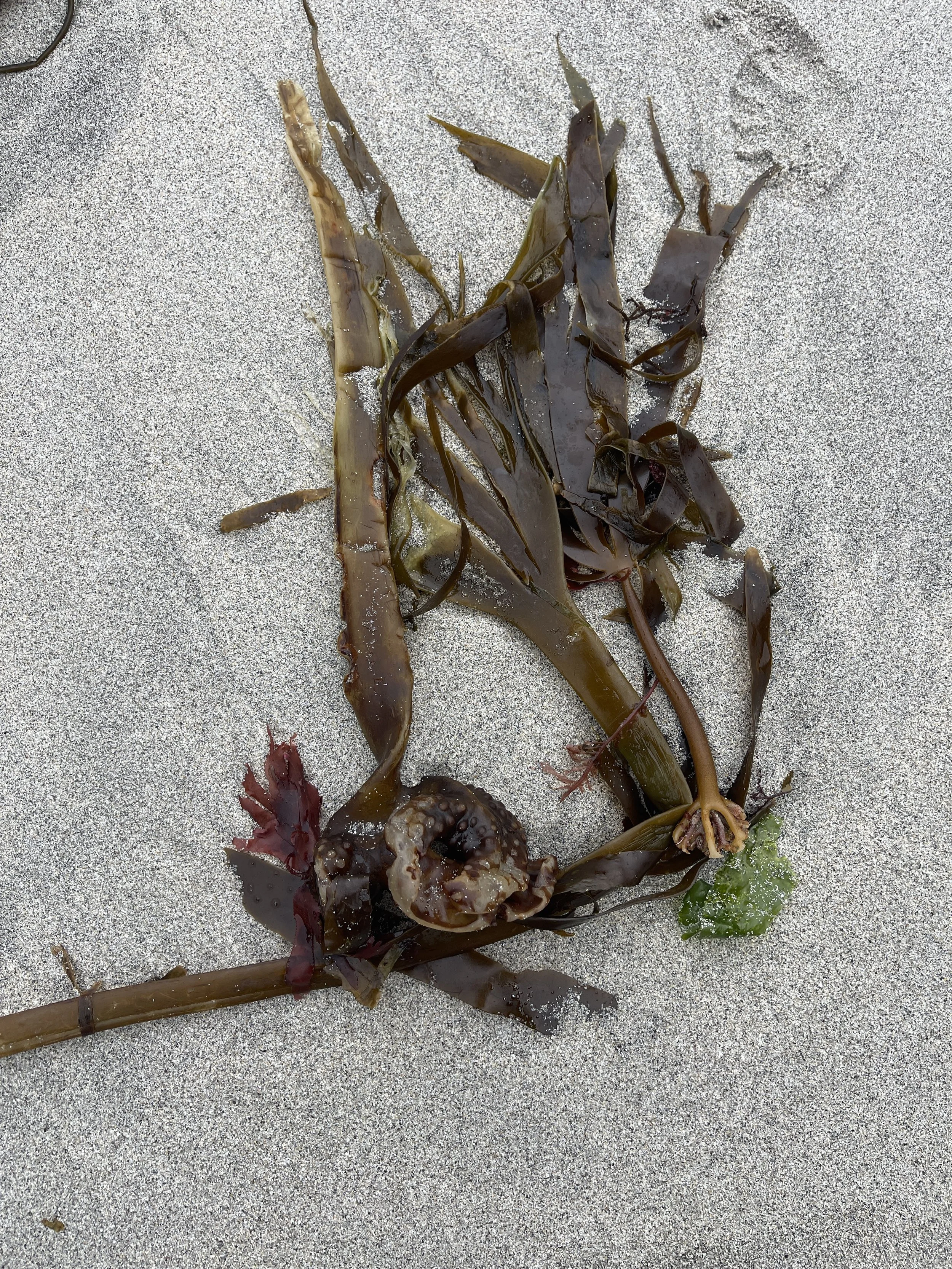 seaweed 2.JPG