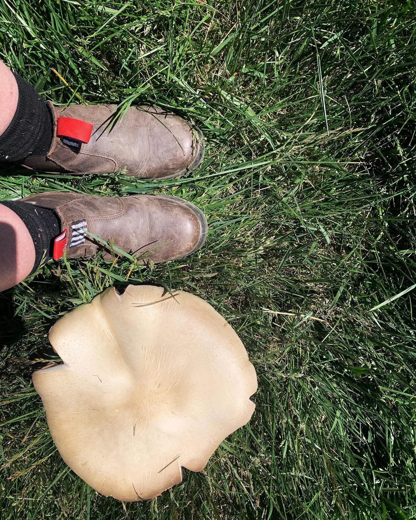 Massive Mushrooms 🍄&zwj;🟫
.
.
#mushrooms #massivemushrooms #horticulture #mayfieldgarden