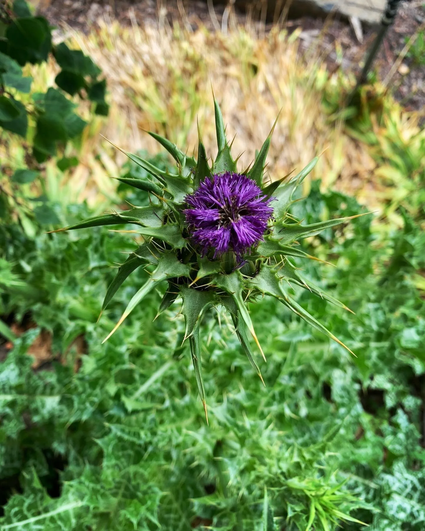 What a bloody beauty this variegated thistle is
.
.
#thistles #horticulturelife