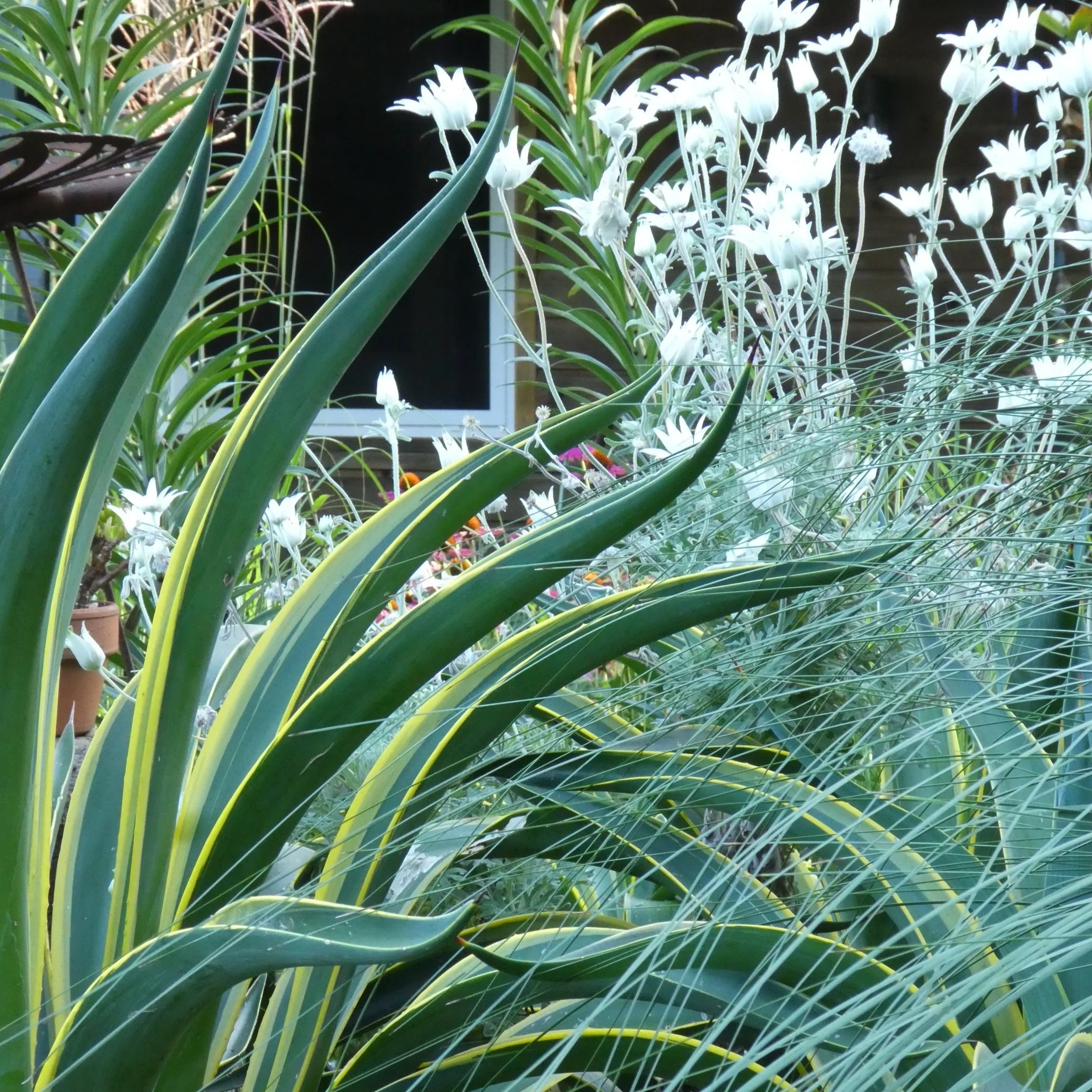 Garden with native Australian Plants and flowers