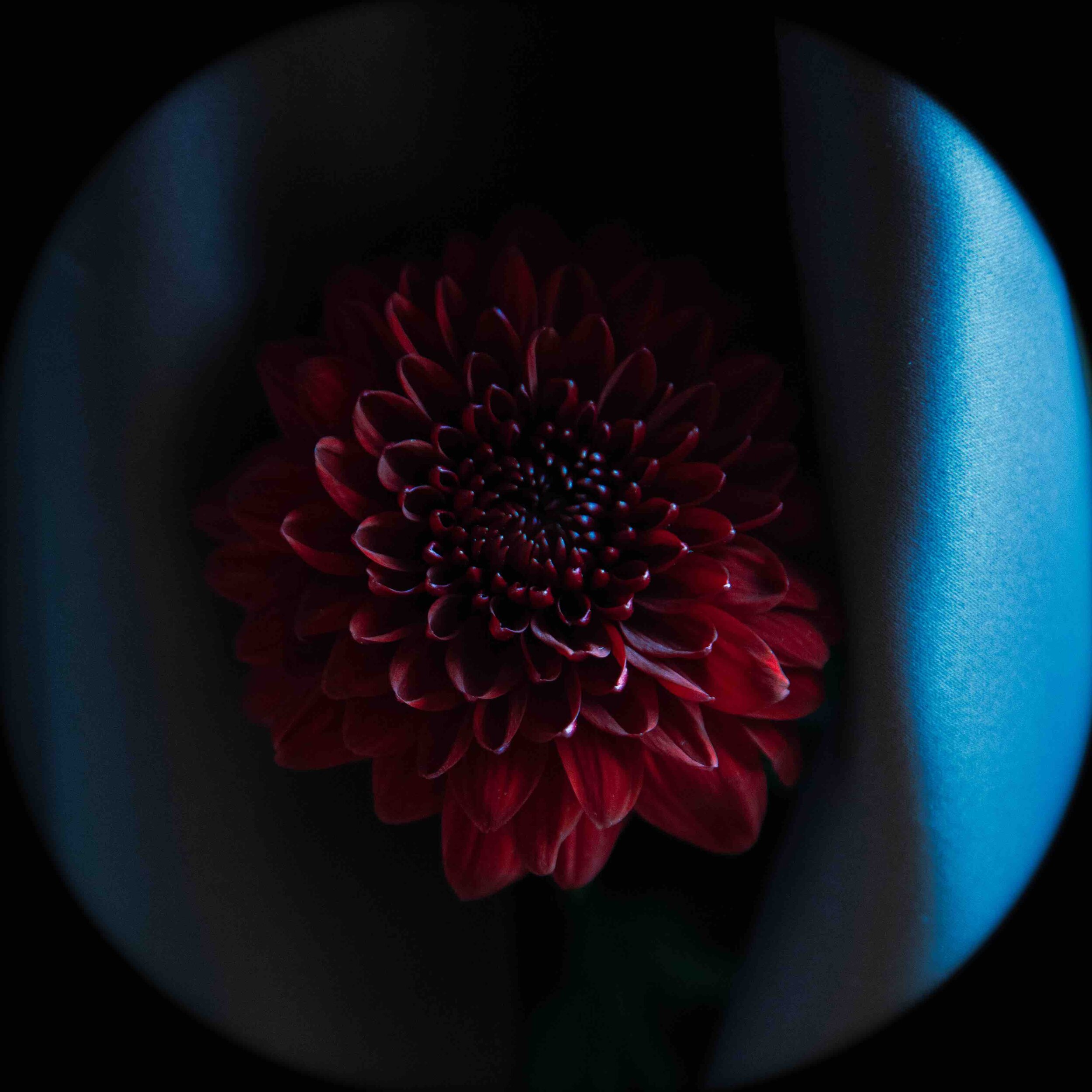  A red dahlia against a blue background 