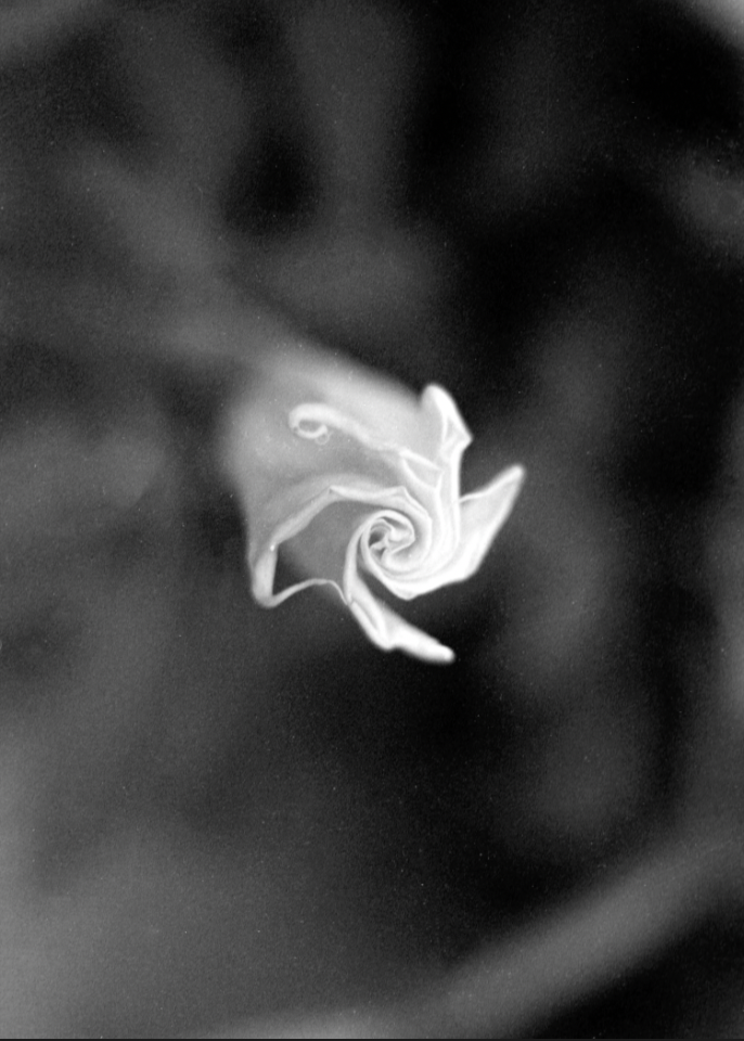 Black and white close-up of Devil’s Trumpet flower, dramatic shadows and textures, moody botanical photography. 