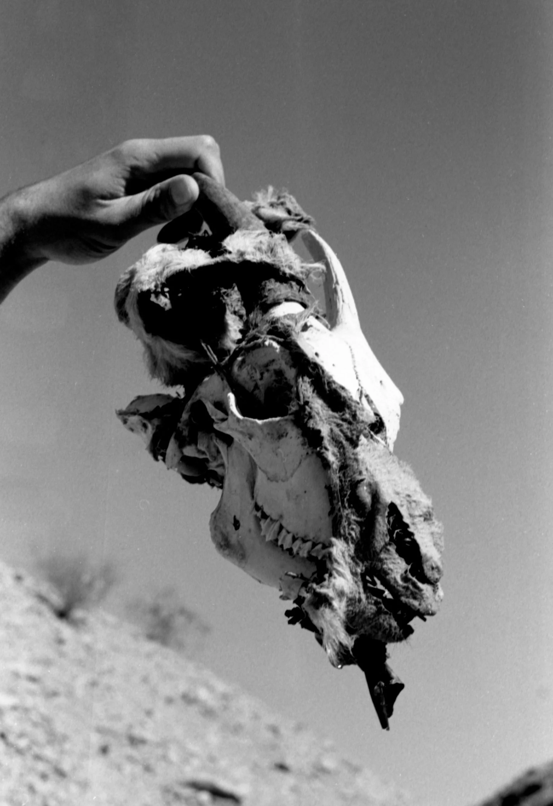 Black-and-white photograph of a goat skull held aloft in the desert, titled The Horned God, its stark form evoking ritual, myth, and raw symbolism.
