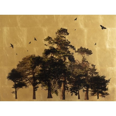 Arboretum Pinus