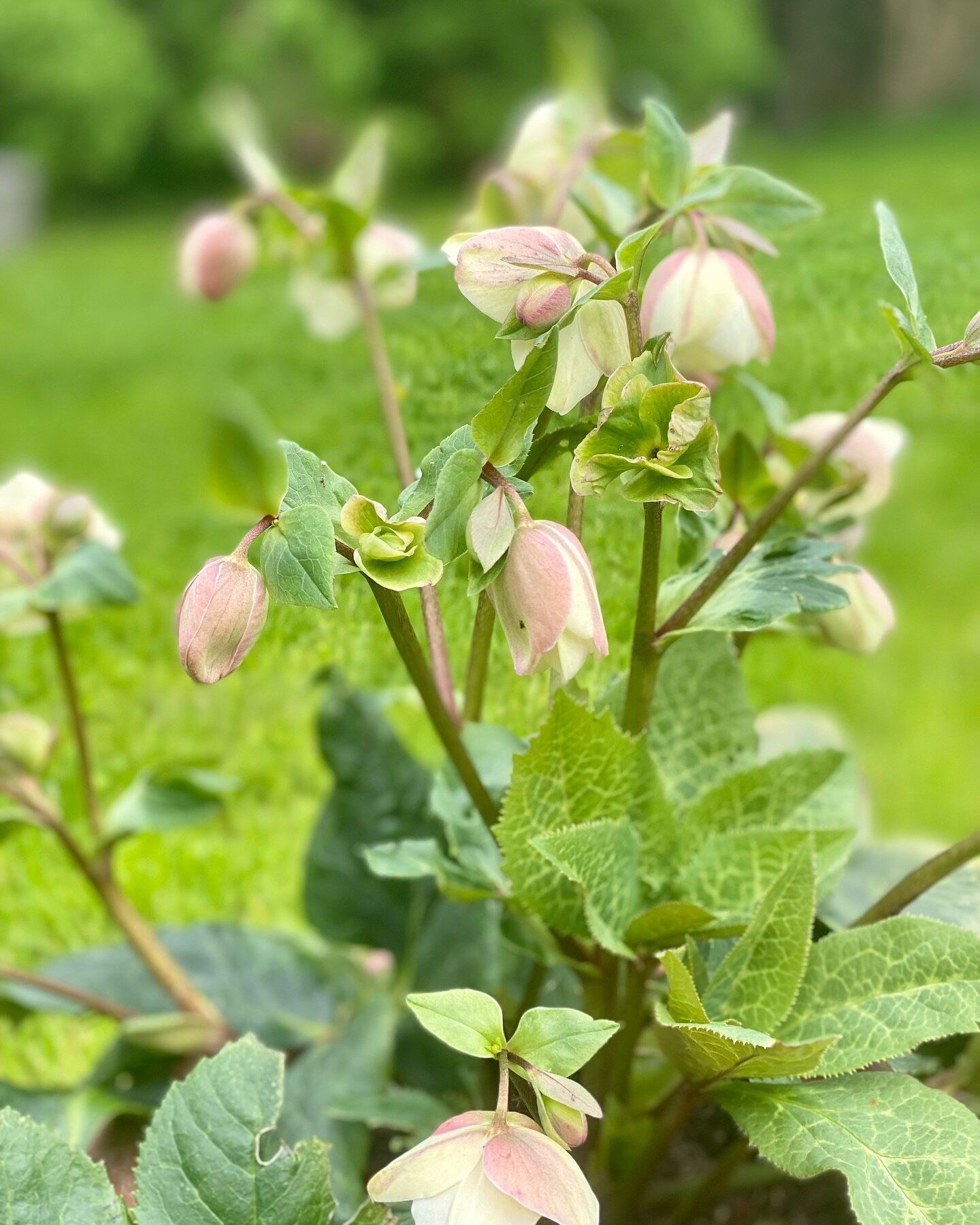 Hell&eacute;bore &lsquo;Bianca&rsquo;, la rose de No&euml;l qui fleurit aussi au printemps ☀️. Celle-ci vient de la p&eacute;pini&egrave;re merveilleuse @vallonchene #gerberoy