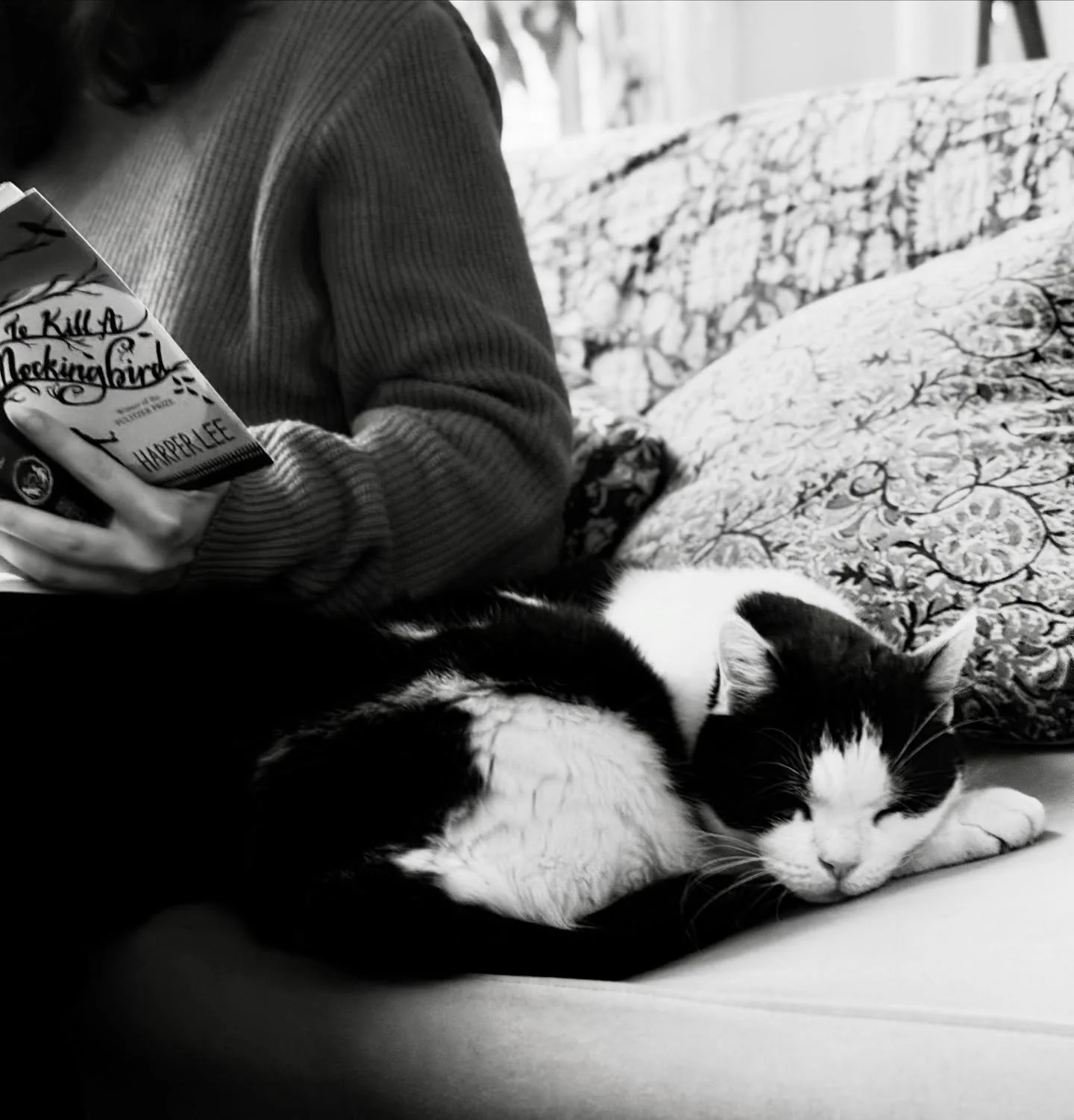 Celle qui lit et celui qui aime qu&rsquo;elle lise. #lapaixdusoir #maxlechat #tokillamockingbird