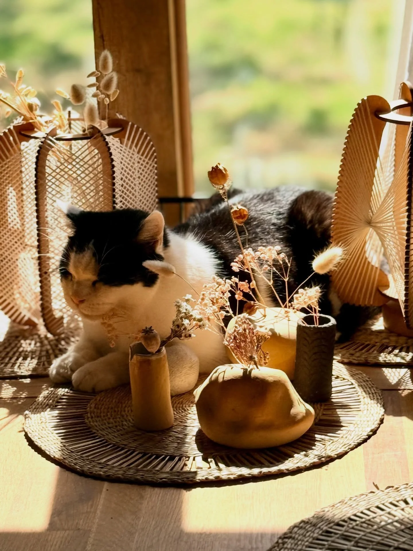 Max le chat, imperturbable pendant que maman s&rsquo;agite dans tous les sens pour pr&eacute;parer l&rsquo;ouverture de la galerie 😻 #gerberoy #baudelairegallery #exposition