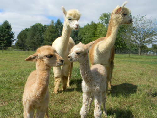 Mother's Day on the Farm 2026