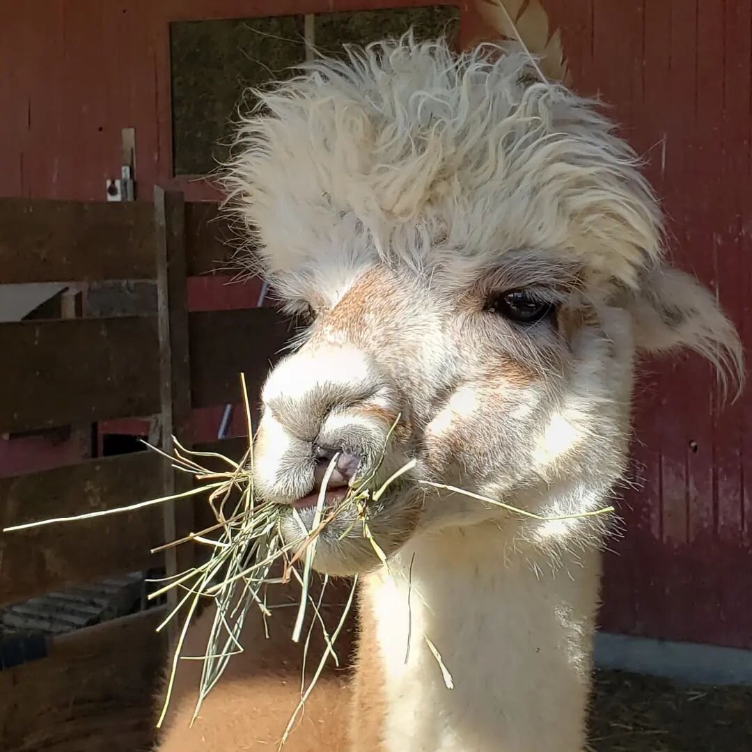 Hungry Lola! #alpacas #alpacafarm #graystoneridgealpacas