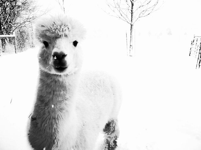carlos in snow.png