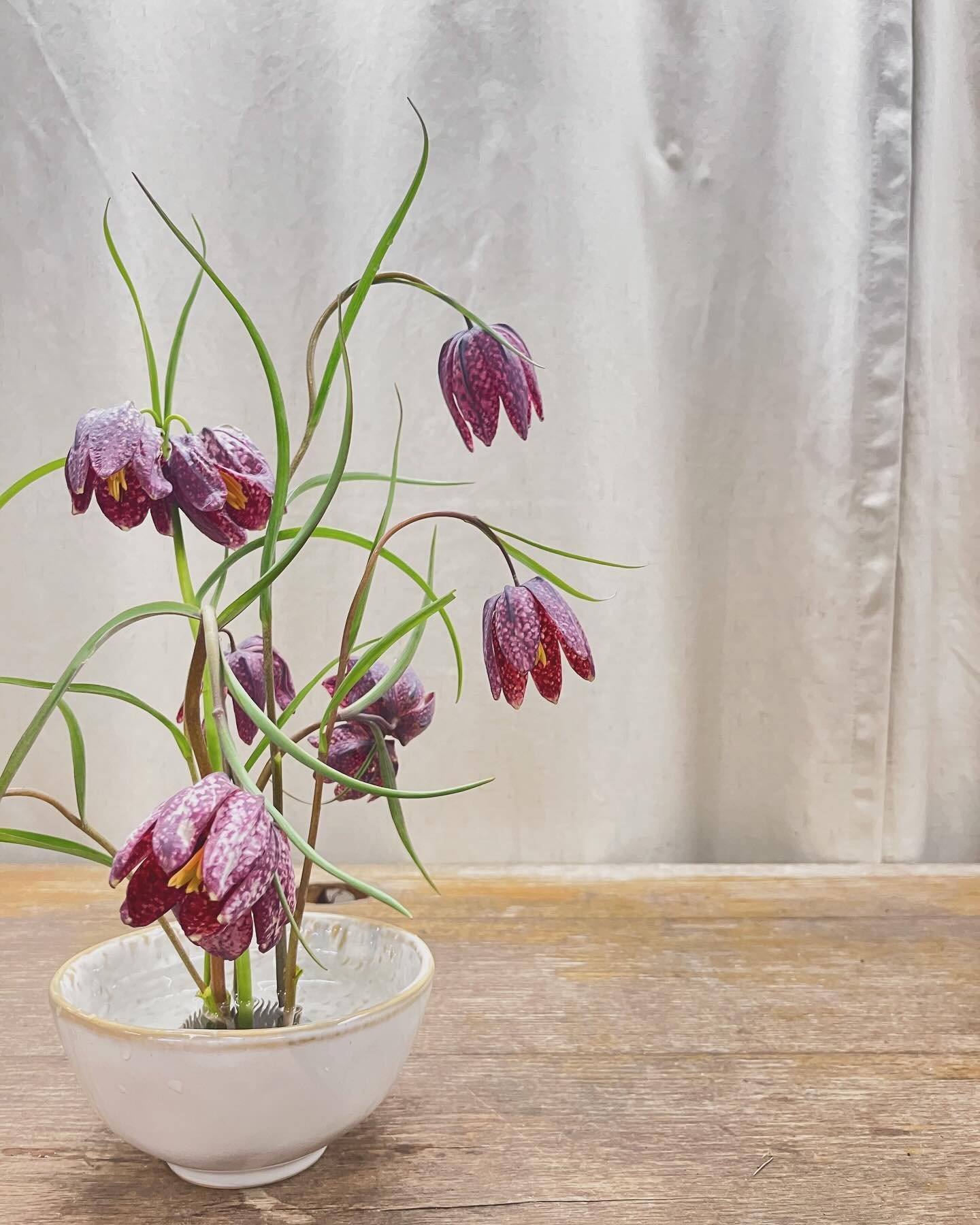 Fritillaria meleagris always feels special to see in person.
From @foxfarmflowersofmaine via @maineflowercollective.
Designed by @flowerbee_sinead.