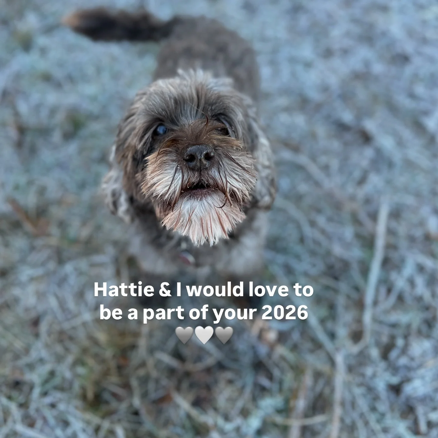 Hattie &amp; I would love to be a part of your 2026 story 🤍🩶🤍

We love meeting new people in our calm, safe space 🌿

Providing 1-1 curly hair cutting and colour services where there is space to feel heard, listened to and treated with the respect