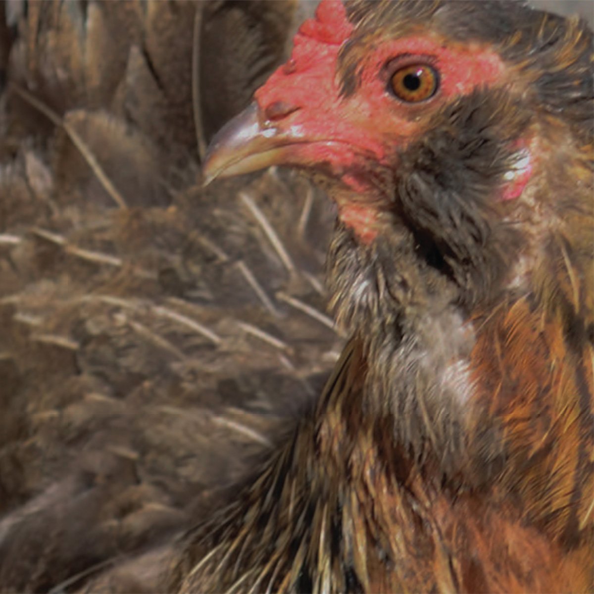 happy chicken
