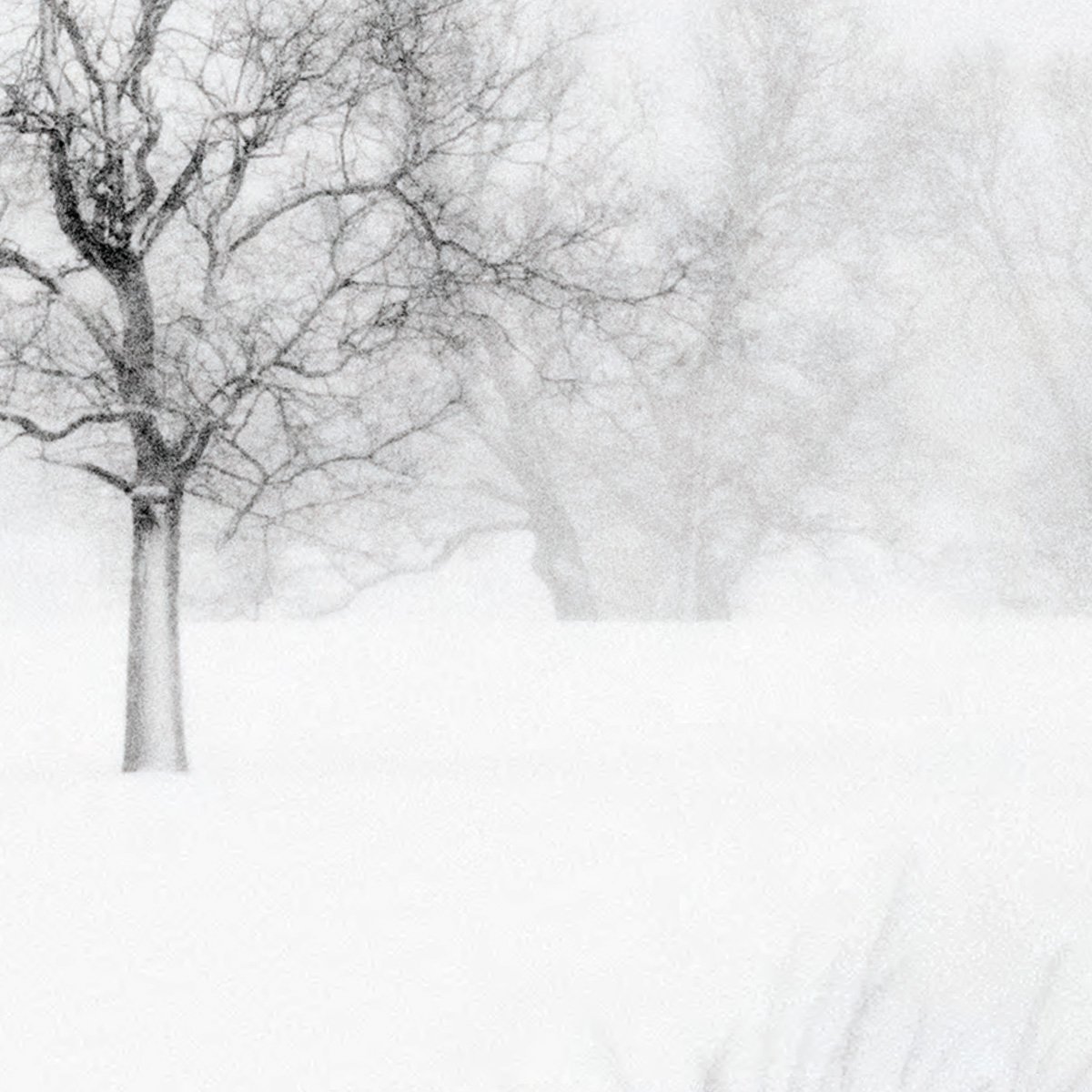 poetry: the miraculous birth